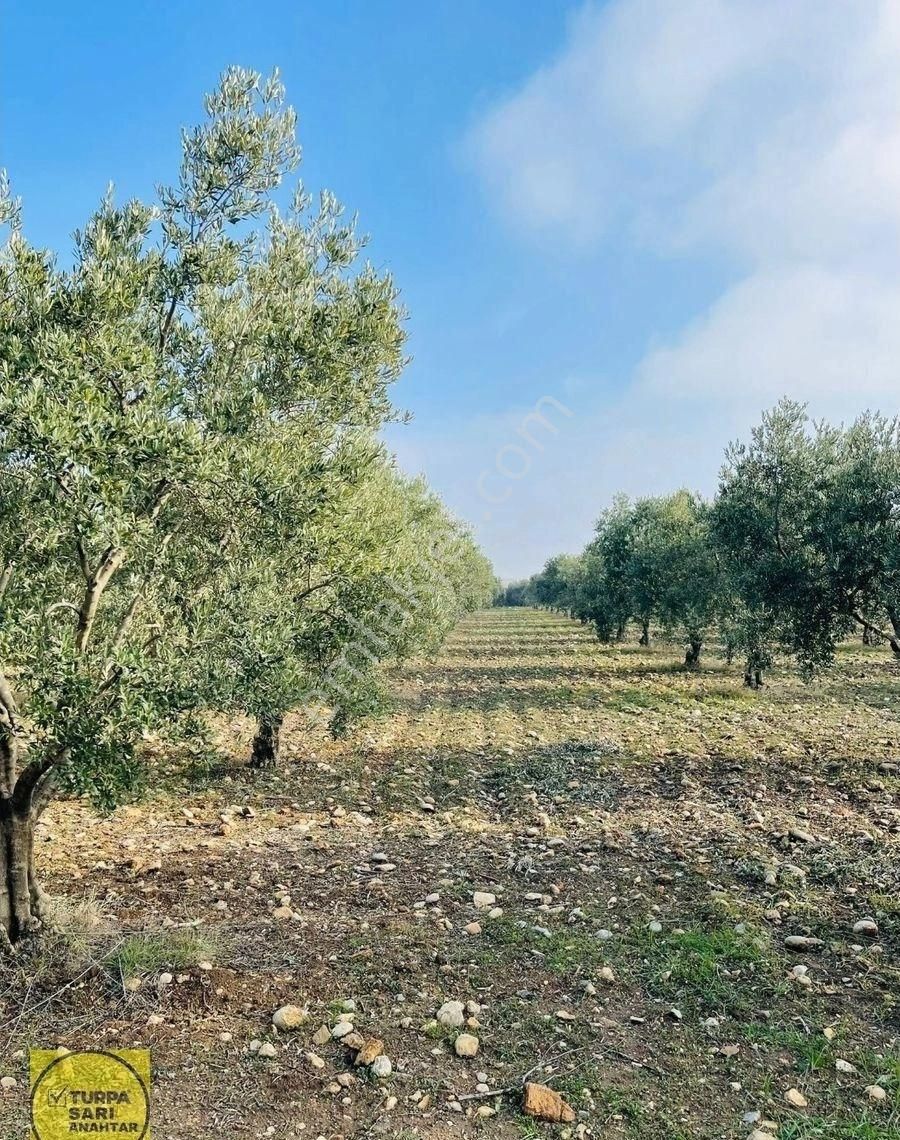 Turpa'dan Musalar Yeniköyde Satılık Zeytinlik - Görsel 5