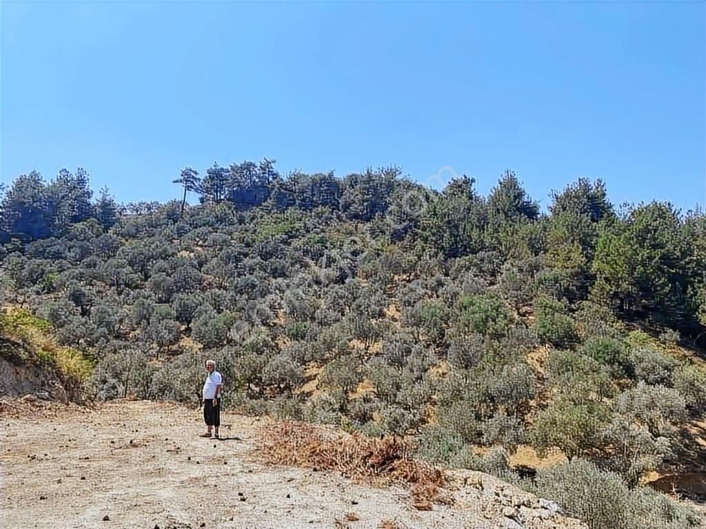 Kemalpaşa Ören Satılık Uygun Fiyatlı Zeytinlik - Görsel 7
