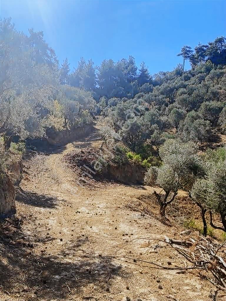 Kemalpaşa Ören Satılık Uygun Fiyatlı Zeytinlik - Görsel 16