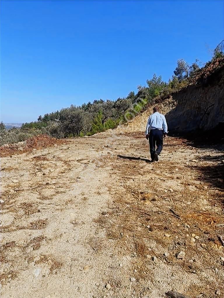 Kemalpaşa Ören Satılık Uygun Fiyatlı Zeytinlik - Görsel 4