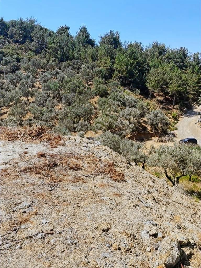 Kemalpaşa Ören Satılık Uygun Fiyatlı Zeytinlik - Görsel 3