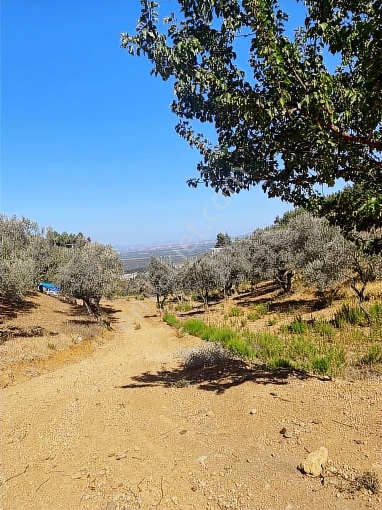 Kemalpaşa Ören Satılık Uygun Fiyatlı Zeytinlik - Görsel 7