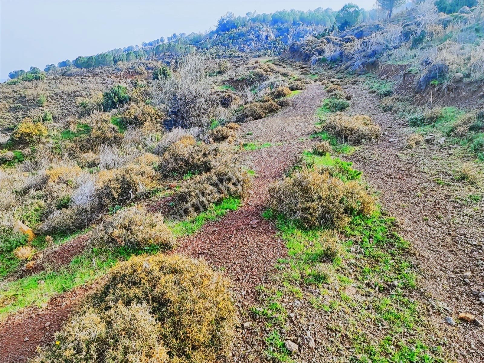 Kınık'ta 2.475 M2 Tek Tapulu Satılık Zeytinlik - Görsel 12