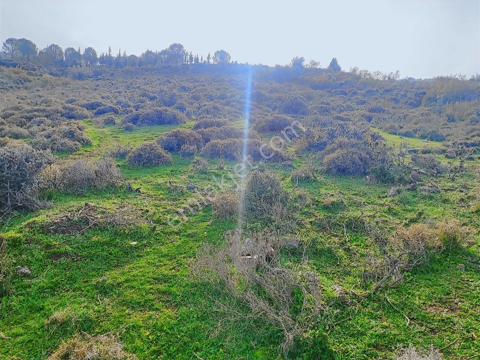 Kınık'ta 2.475 M2 Tek Tapulu Satılık Zeytinlik - Görsel 8