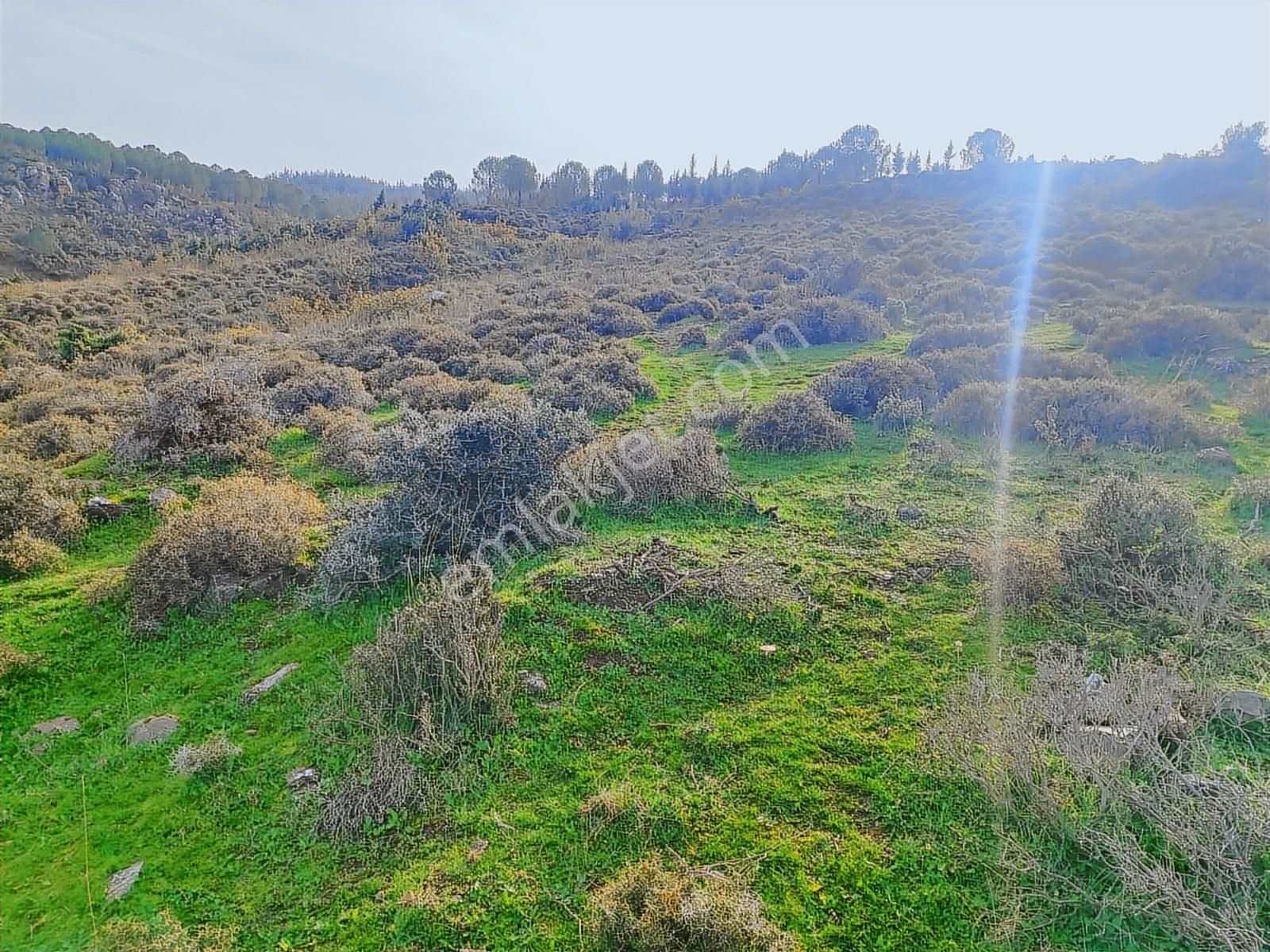 Kınık'ta 2.475 M2 Tek Tapulu Satılık Zeytinlik - Görsel 4