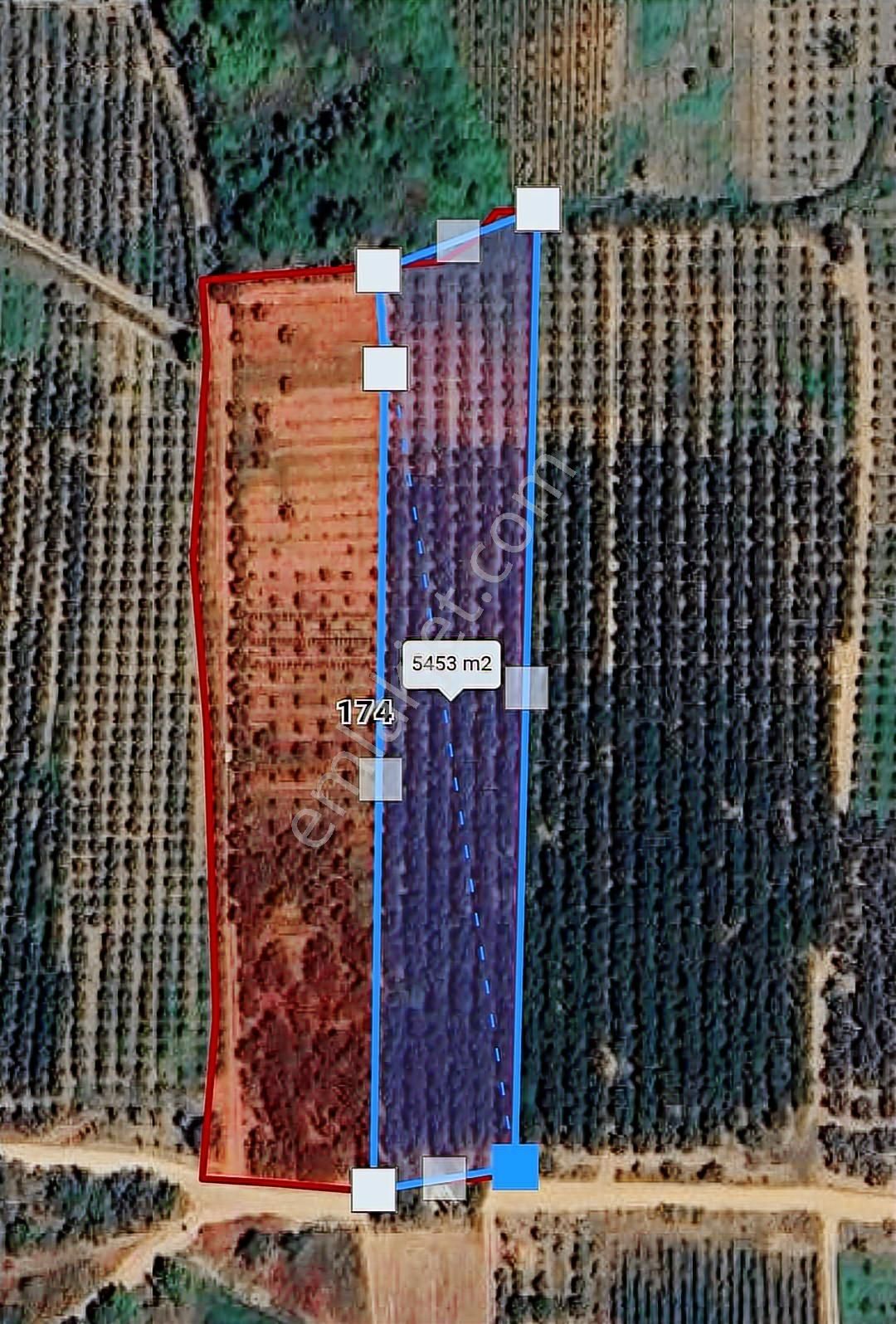 Bursa / İznik / Dereköy / 17 Dönüm Şeftali Nektarin Bahçesi - Görsel 5