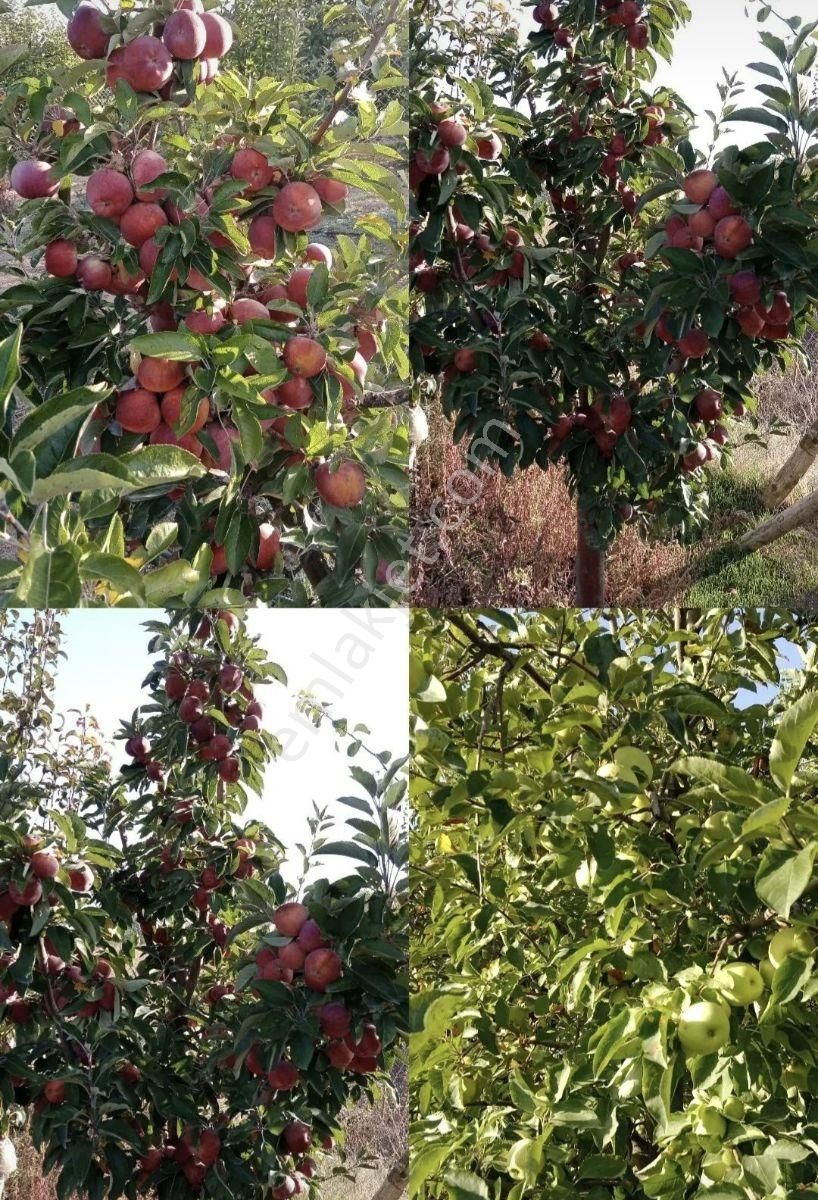 Isparta Merkez Kuleönü Köyünde Satılık Bağ Bahçeli Tarla