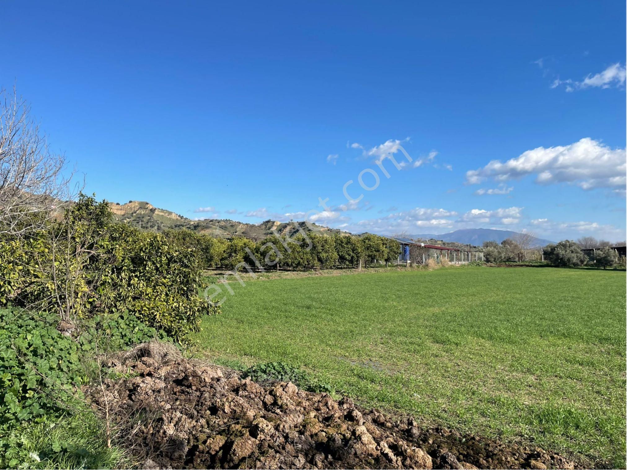 Sultan Hisar Atça Mahallesinde Satılık 3.900m2 Yerimiz Satılıktır - Görsel 8