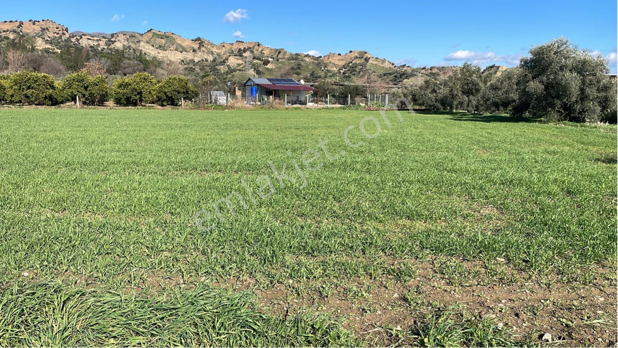 Sultan Hisar Atça Mahallesinde Satılık 3.900m2 Yerimiz Satılıktır - Görsel 6