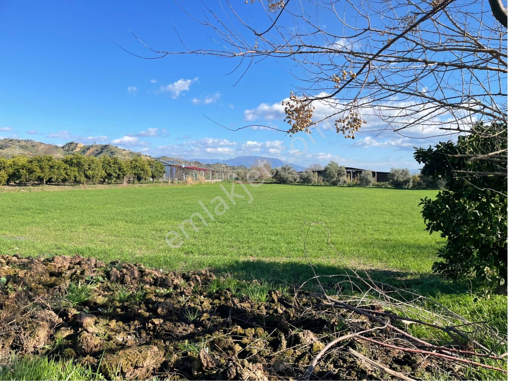 Sultan Hisar Atça Mahallesinde Satılık 3.900m2 Yerimiz Satılıktır - Görsel 10