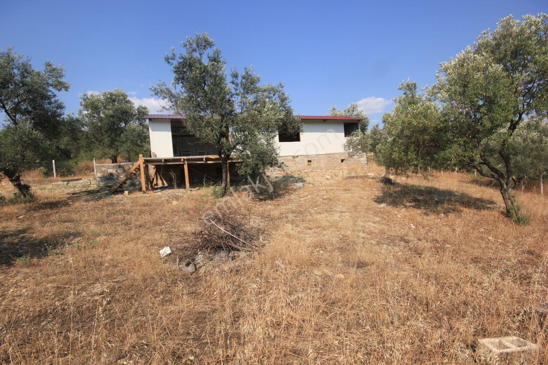 🔴 Aktif'ten Burhaniye Şarköy'de İçerisinde Yapı Bulunan Satılık 3 Dönüm Zeytinlik - Görsel 22