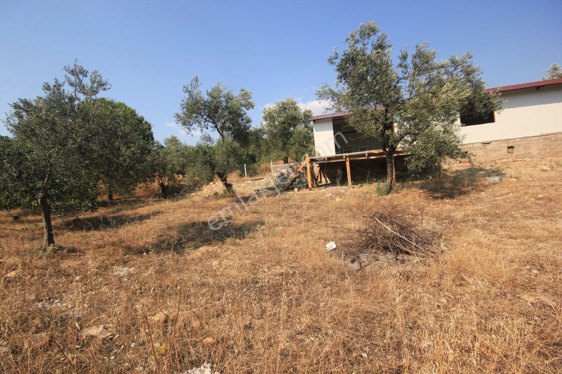 🔴 Aktif'ten Burhaniye Şarköy'de İçerisinde Yapı Bulunan Satılık 3 Dönüm Zeytinlik - Görsel 24