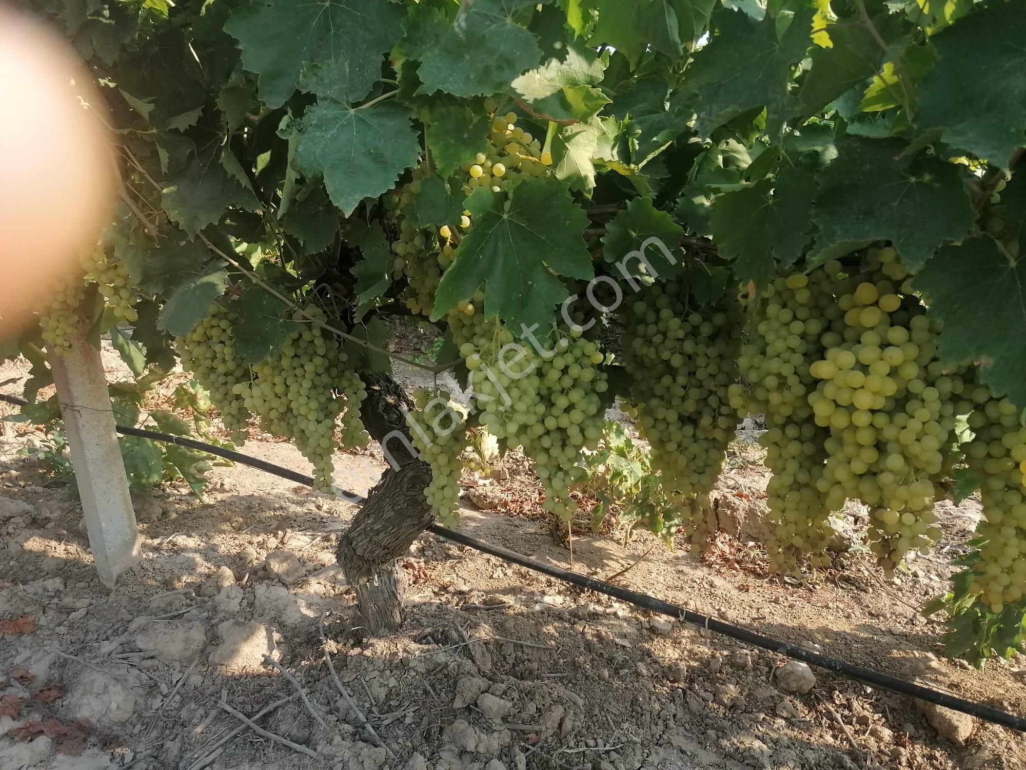 Satılık Bağ Yaşar Emlaktan