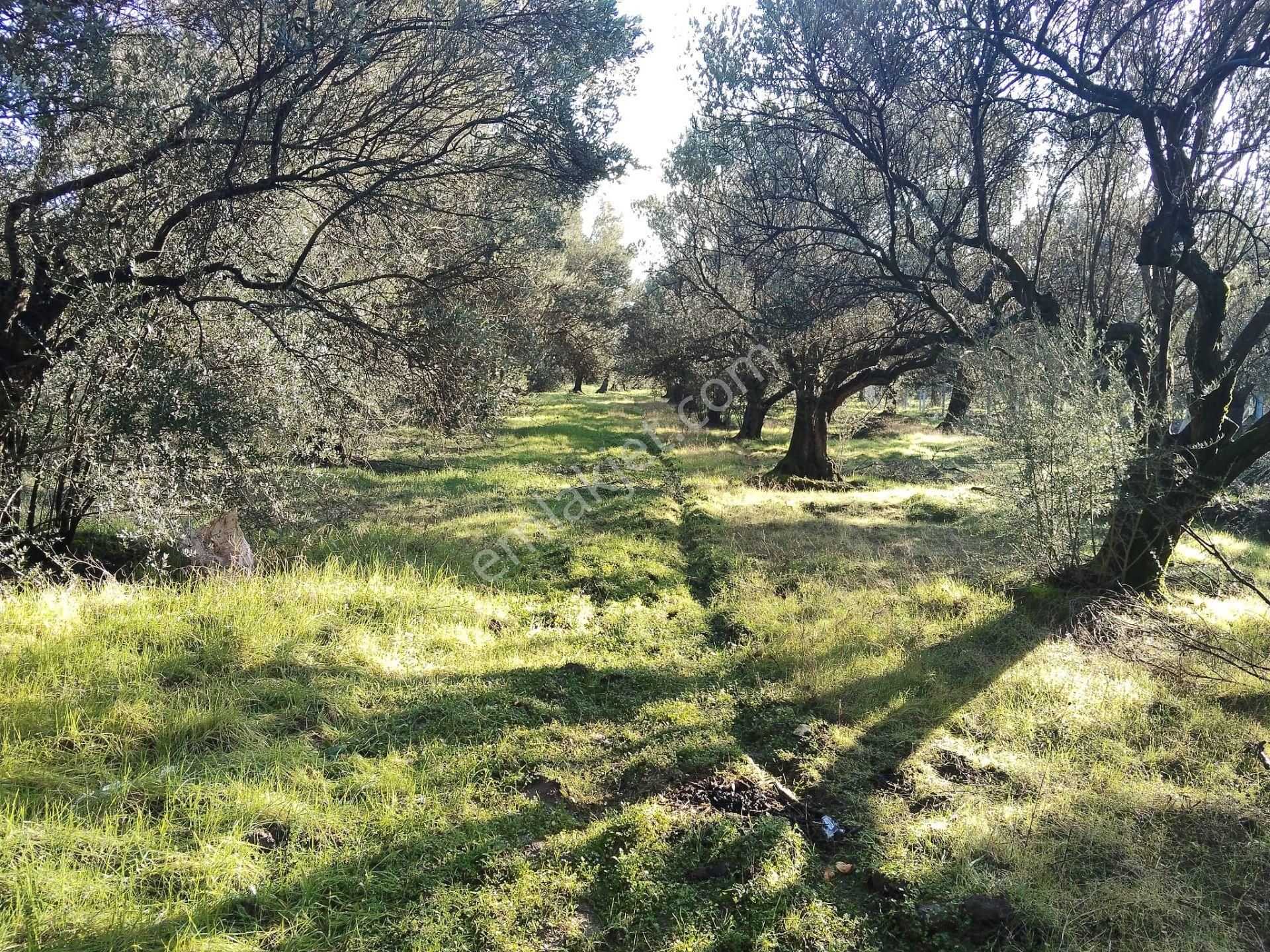 Manisa Akhisar Süleymanlı Mahallesi 1850m2 Satılık Zeytinlik - Görsel 11
