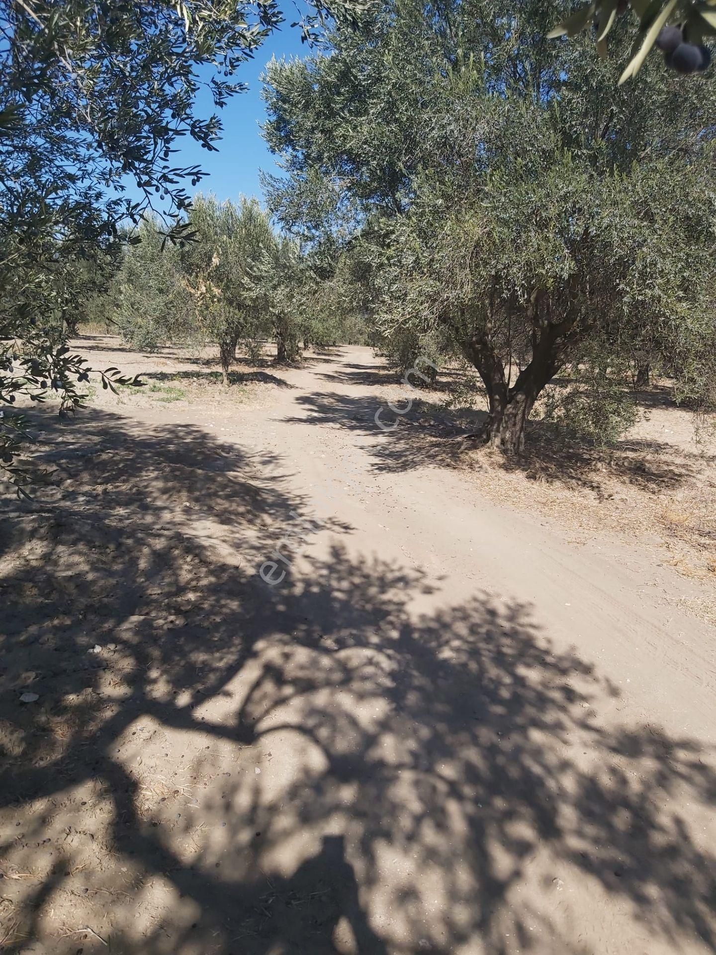 Manisa Akhisar Süleymanlı Mahallesi 1850m2 Satılık Zeytinlik - Görsel 18