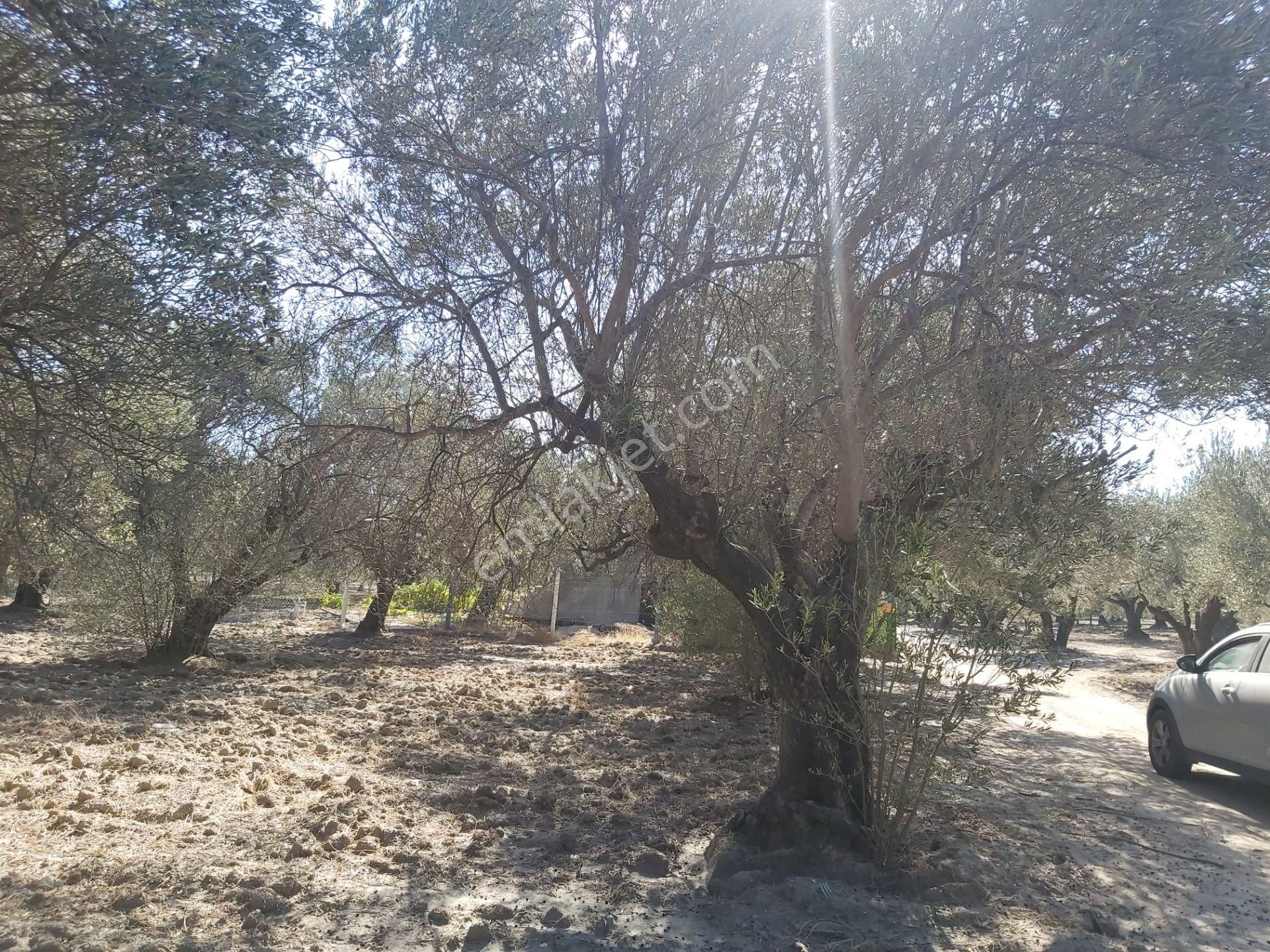 Manisa Akhisar Süleymanlı Mahallesi 1850m2 Satılık Zeytinlik - Görsel 10