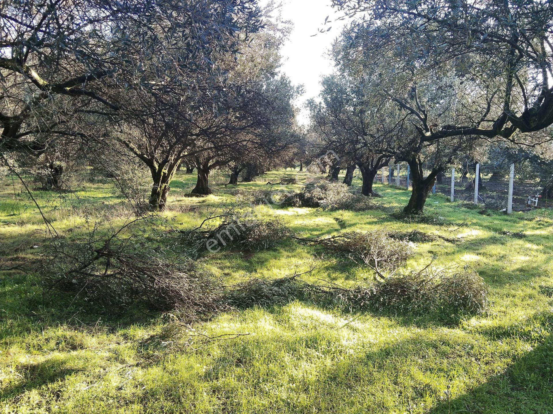 Manisa Akhisar Süleymanlı Mahallesi 1850m2 Satılık Zeytinlik - Görsel 4