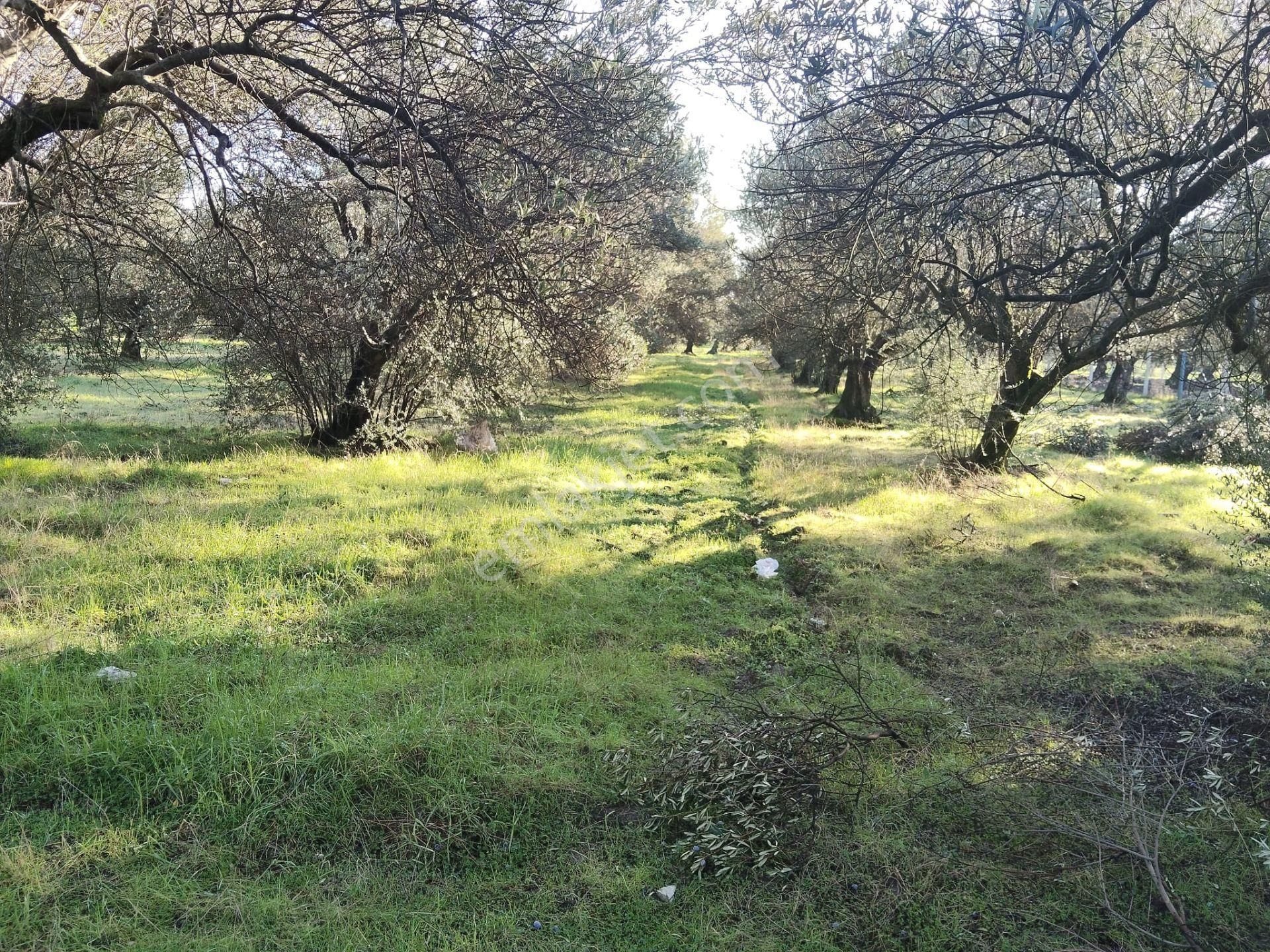 Manisa Akhisar Süleymanlı Mahallesi 1850m2 Satılık Zeytinlik - Görsel 23