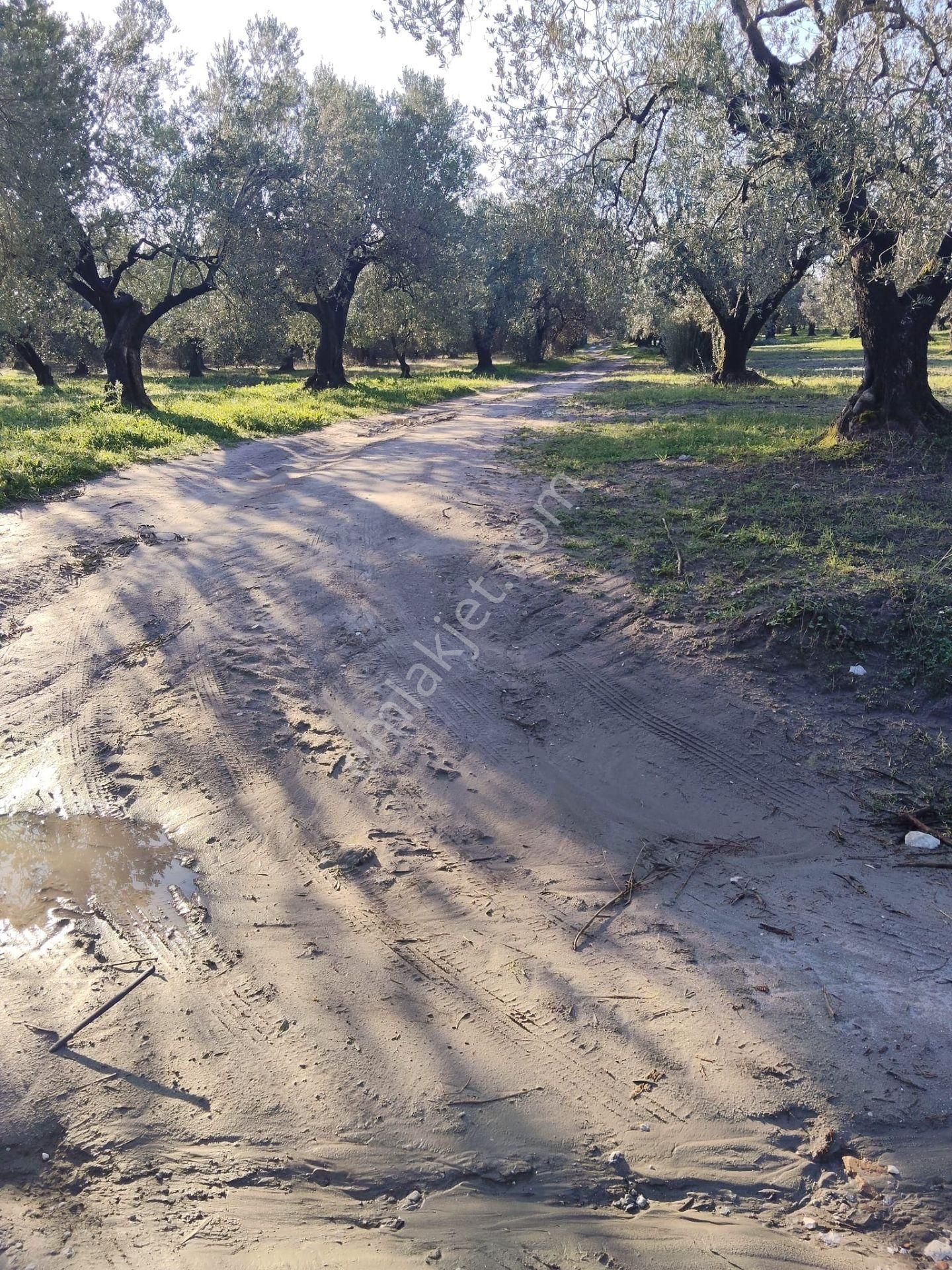 Manisa Akhisar Süleymanlı Mahallesi 1850m2 Satılık Zeytinlik - Görsel 5