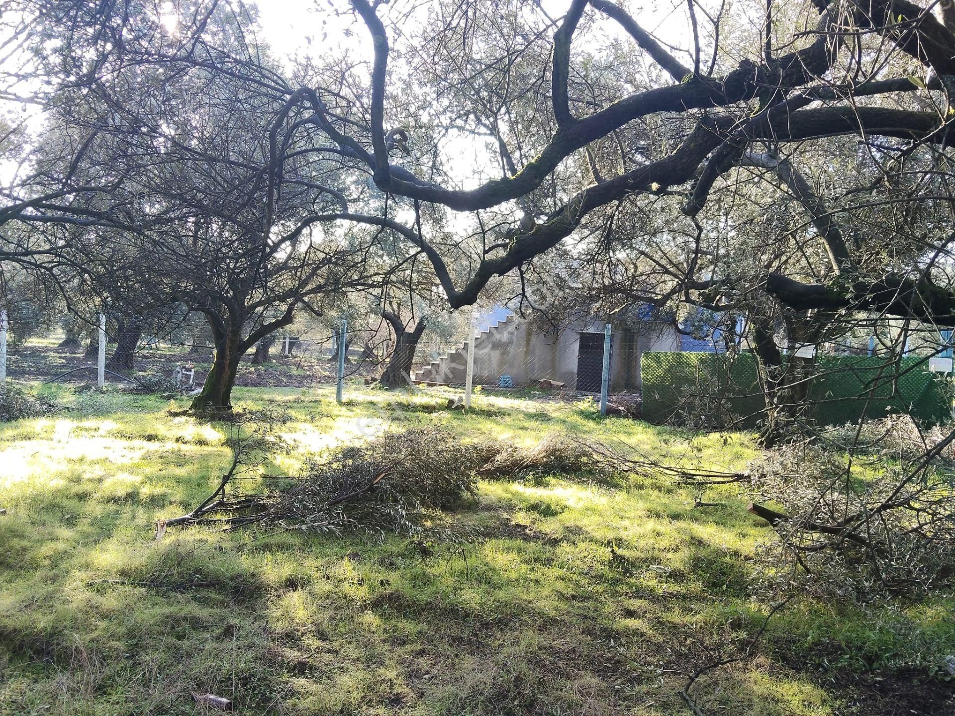 Manisa Akhisar Süleymanlı Mahallesi 1850m2 Satılık Zeytinlik - Görsel 6