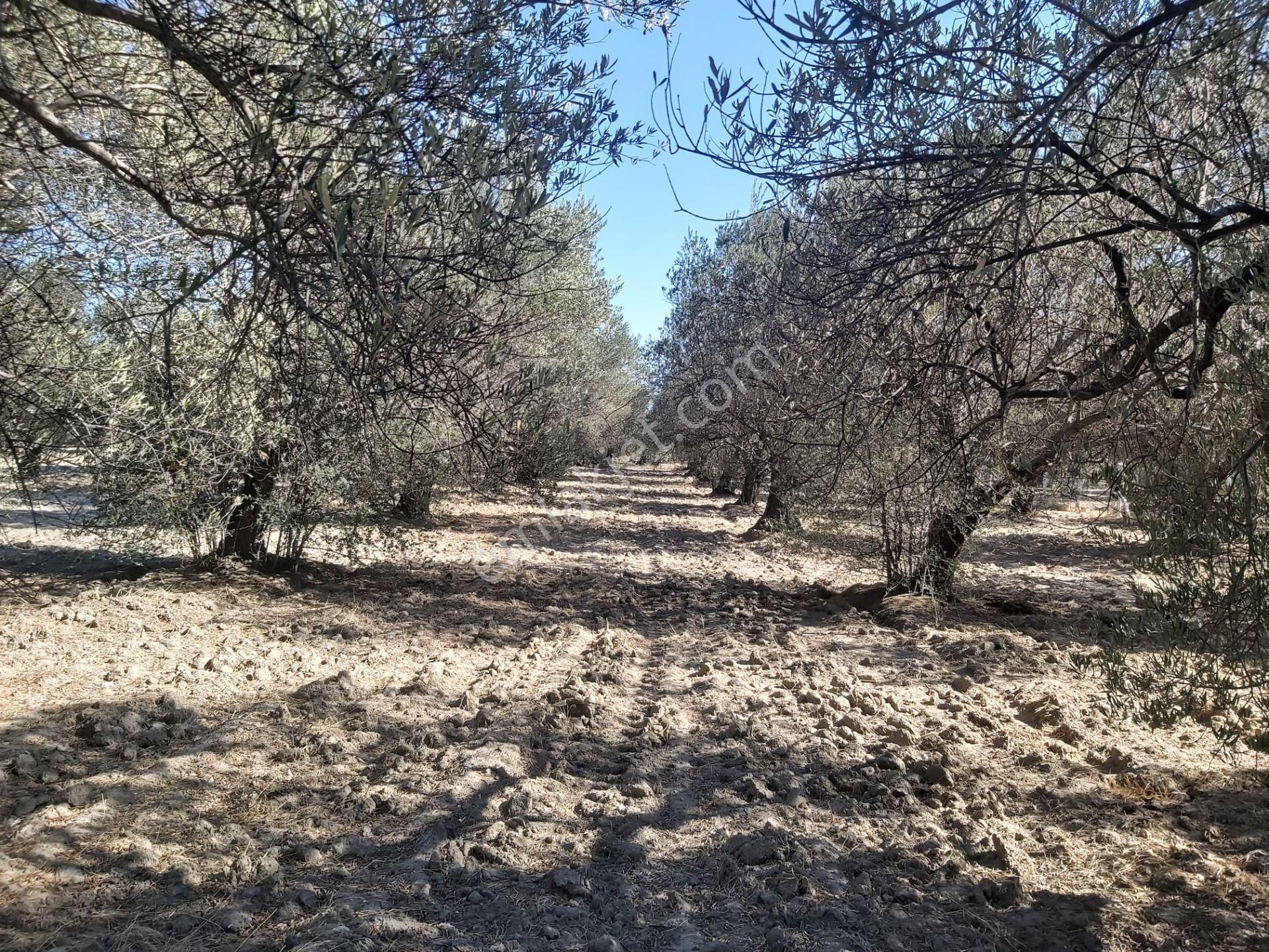 Manisa Akhisar Süleymanlı Mahallesi 1850m2 Satılık Zeytinlik - Görsel 24