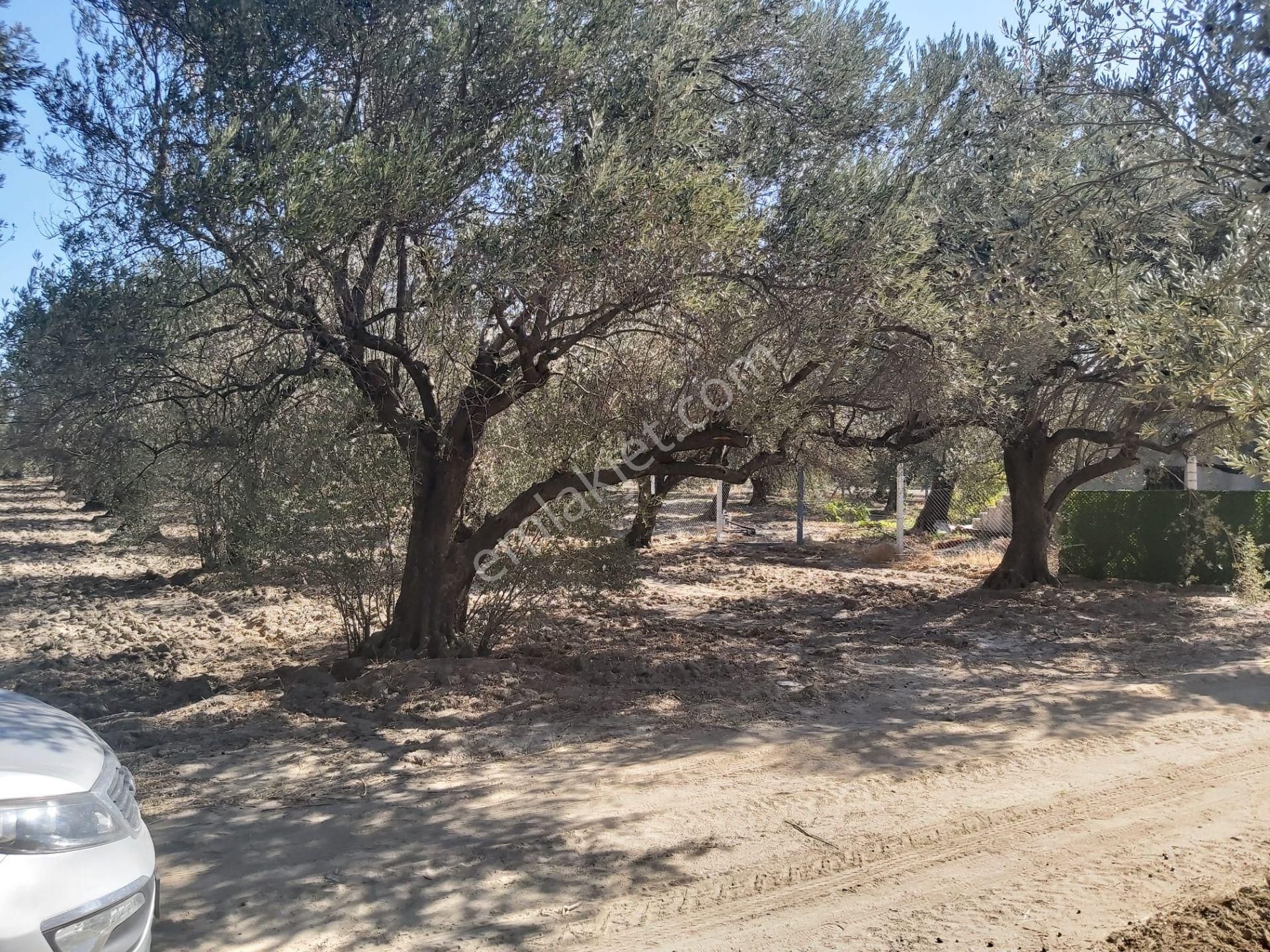 Manisa Akhisar Süleymanlı Mahallesi 1850m2 Satılık Zeytinlik - Görsel 22