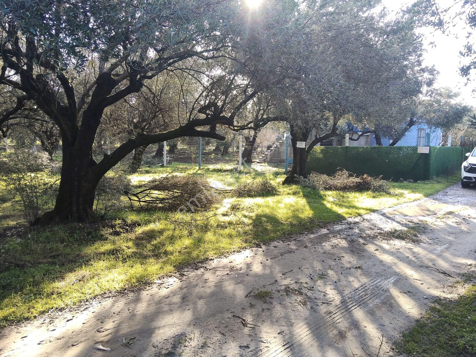 Manisa Akhisar Süleymanlı Mahallesi 1850m2 Satılık Zeytinlik - Görsel 14