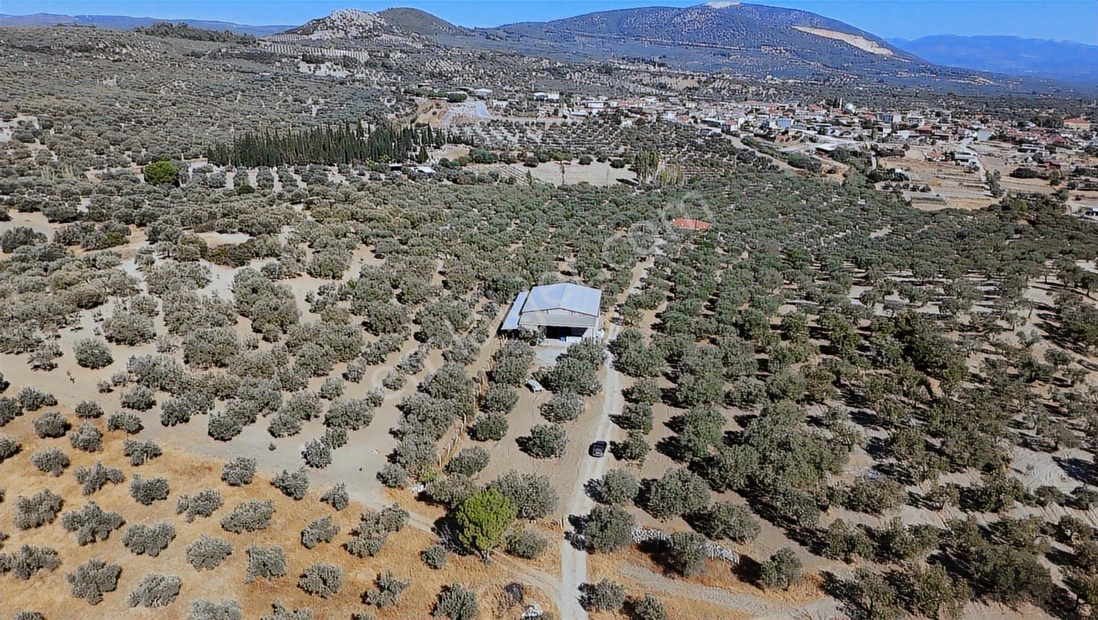Gökçeköyde Tek Parça 85 Dönüm Sulu Zeytinlik Ve Depo - Görsel 17
