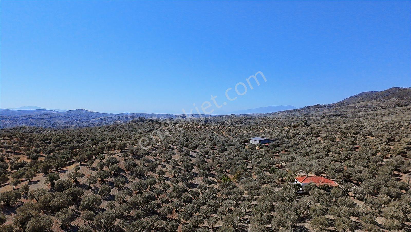 Gökçeköyde Tek Parça 85 Dönüm Sulu Zeytinlik Ve Depo - Görsel 21