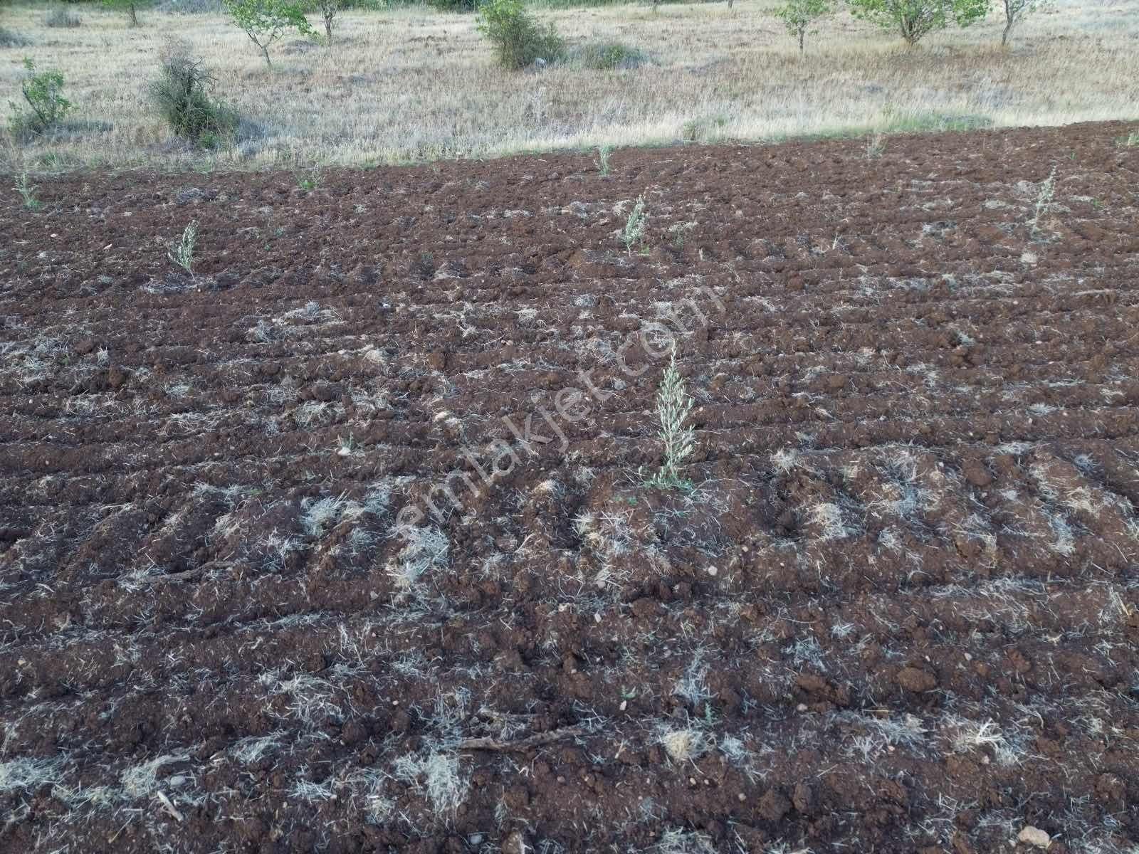 Oylumda Ana Asfalta Yakın Resmi Yol Üzeri Bağevlerinin İçinde - Görsel 10