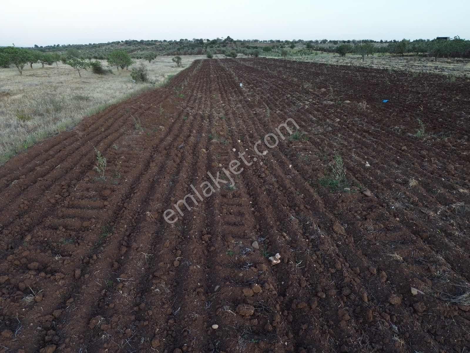 Oylumda Ana Asfalta Yakın Resmi Yol Üzeri Bağevlerinin İçinde - Görsel 11