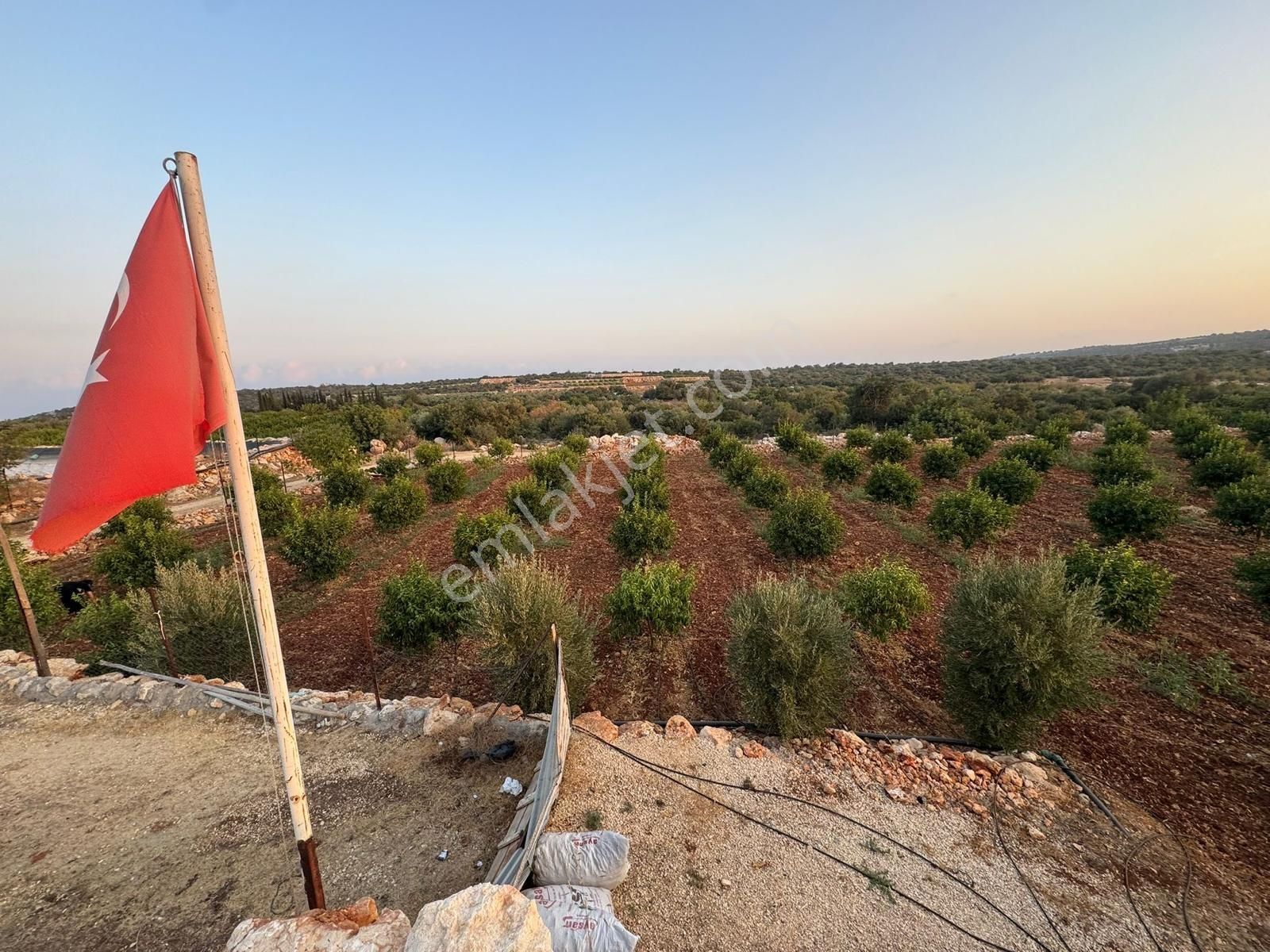 Ayaşda İmar Edilmiş Limon Bahçesi - Görsel 5