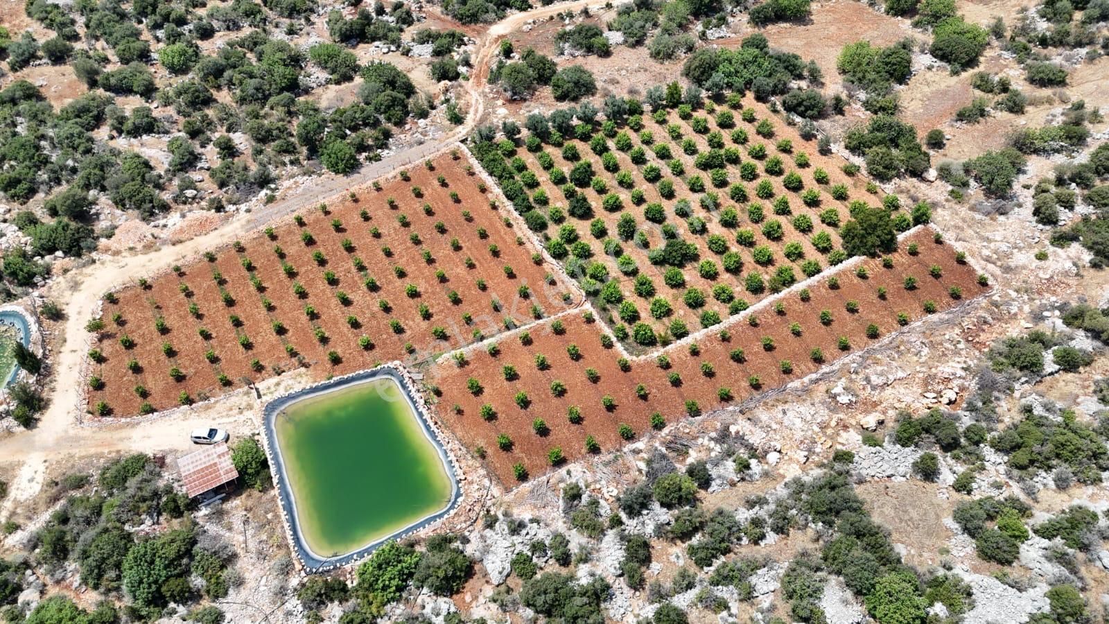 Ayaşda İmar Edilmiş Limon Bahçesi - Görsel 2