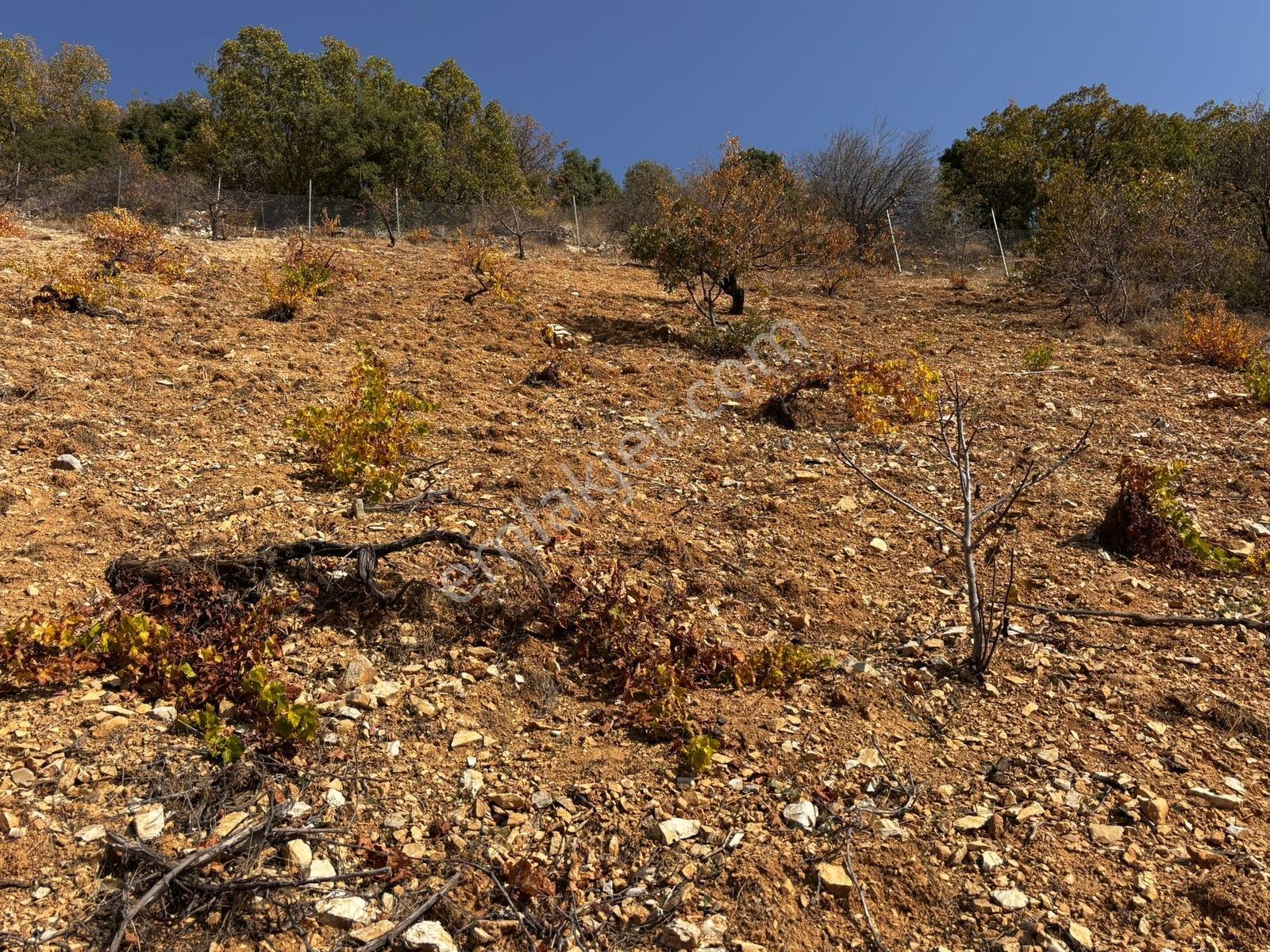 Cb'den Dereli Güzlek Mevkinde Tek Tapu (2.463m2) Satılık Bahçe - Görsel 3