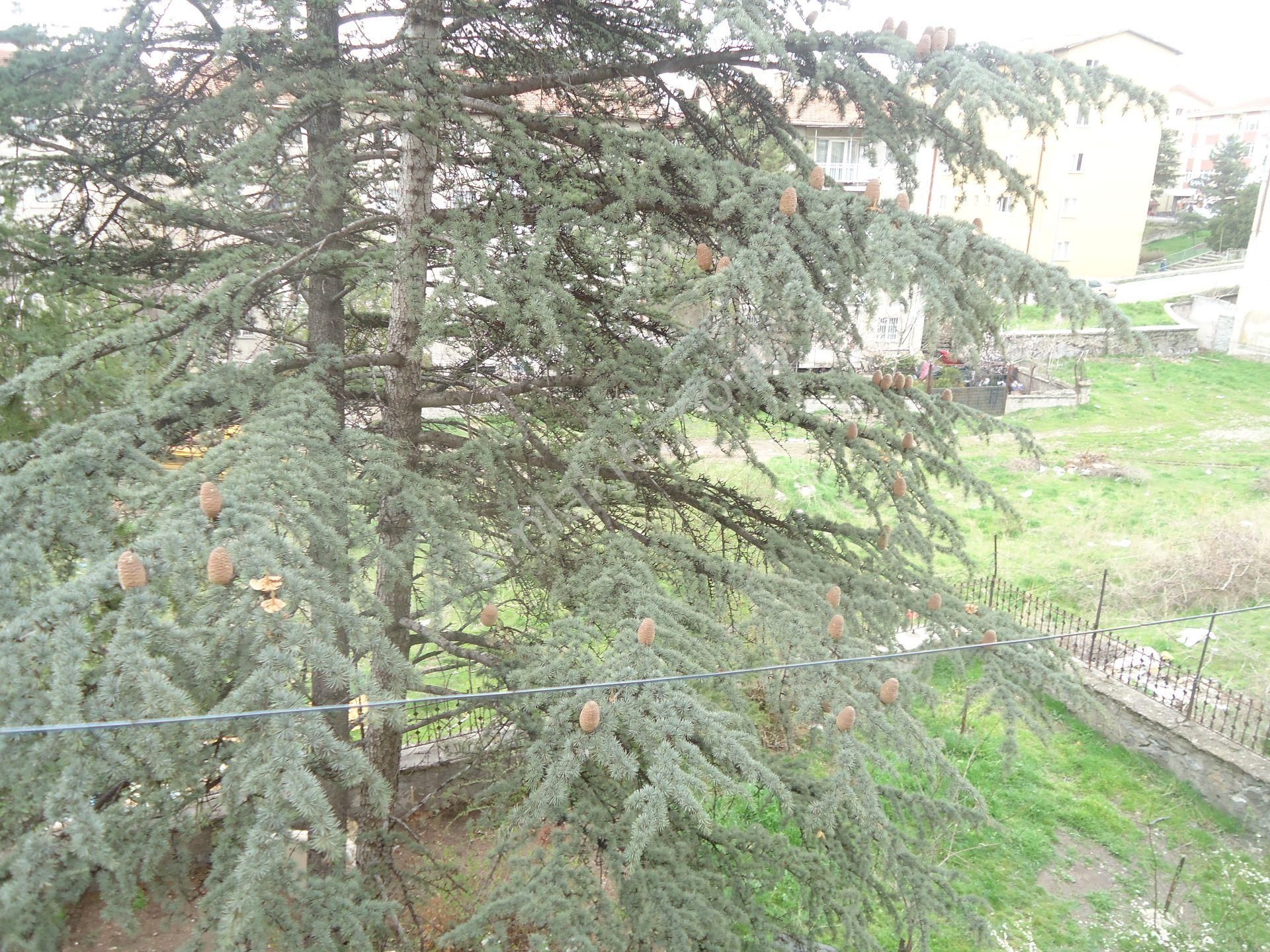Telsiz Bloklarında Kiralık Daire Gizem Emlaktan - Görsel 8