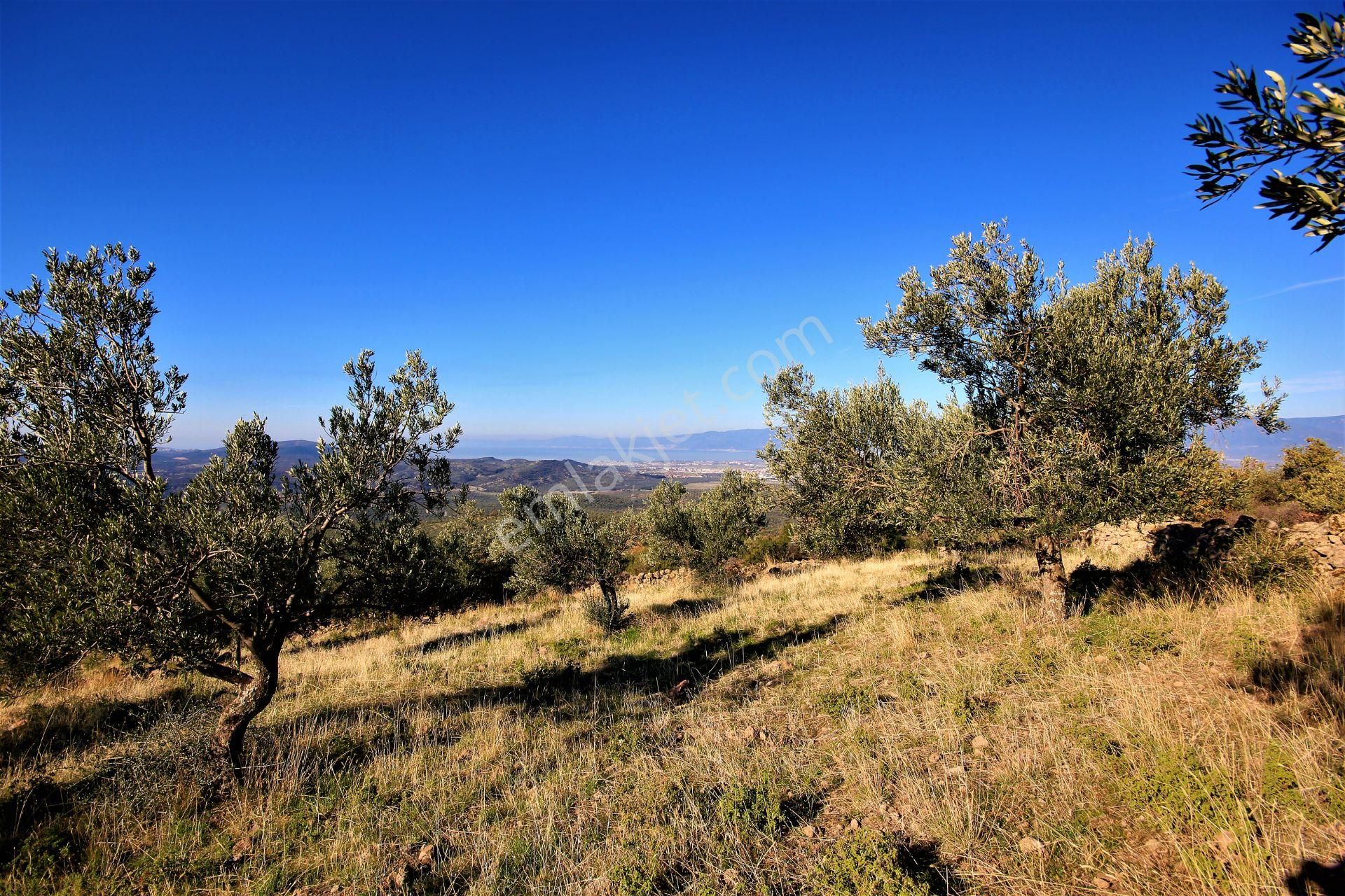 🌿 Aktiften Burhaniye Bahadınlı'da Kadastrolu Yola Cephe 25.120m2 Zeytinlik 🌿 - Görsel 18