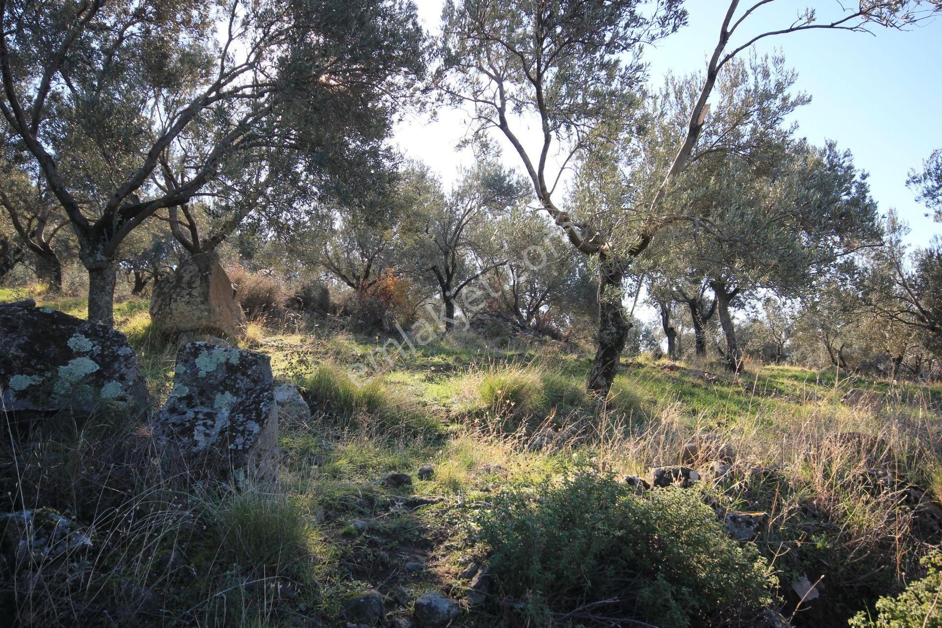 🌿 Aktiften Burhaniye Bahadınlı'da Kadastrolu Yola Cephe 25.120m2 Zeytinlik 🌿 - Görsel 34