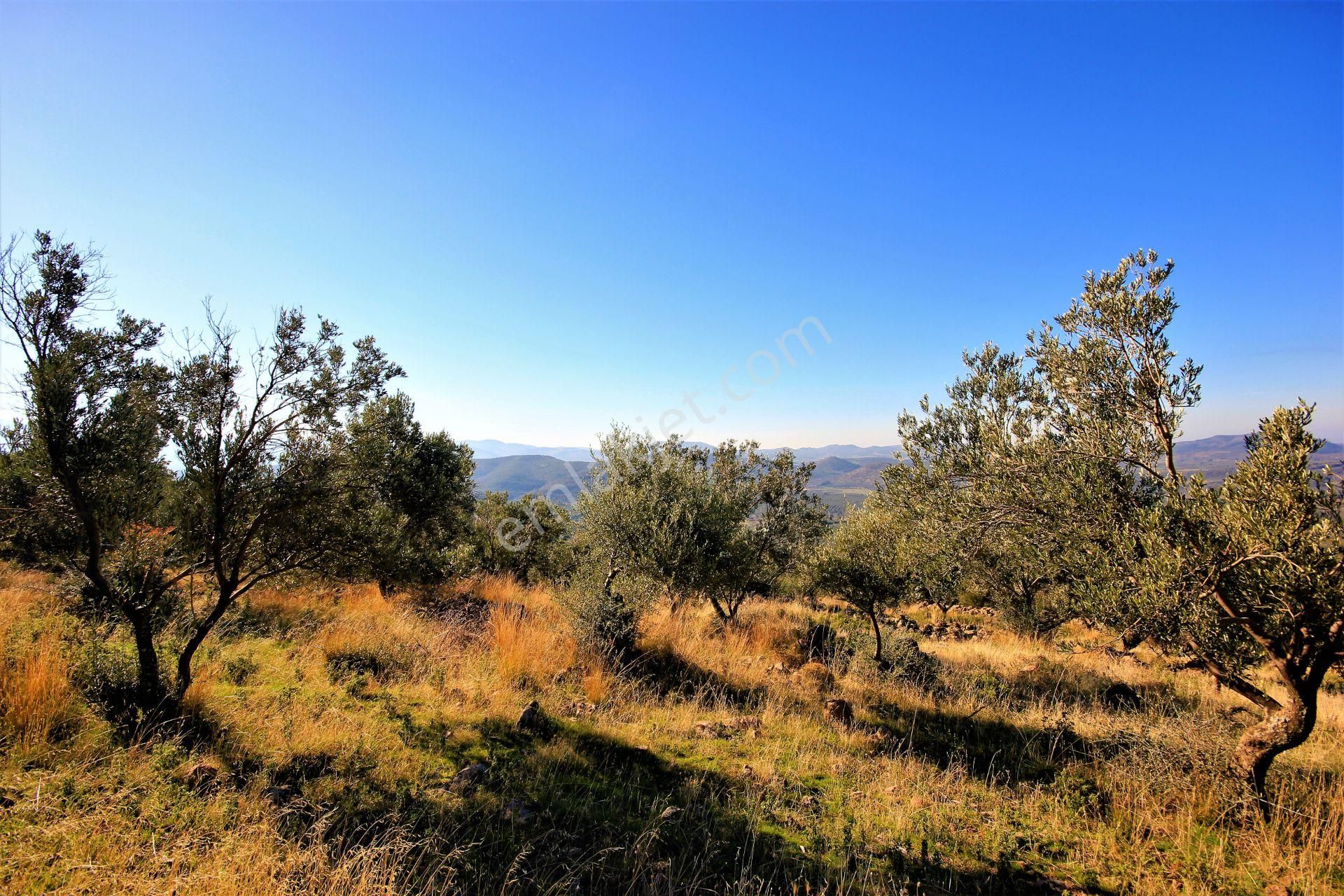 🌿 Aktiften Burhaniye Bahadınlı'da Kadastrolu Yola Cephe 25.120m2 Zeytinlik 🌿 - Görsel 19