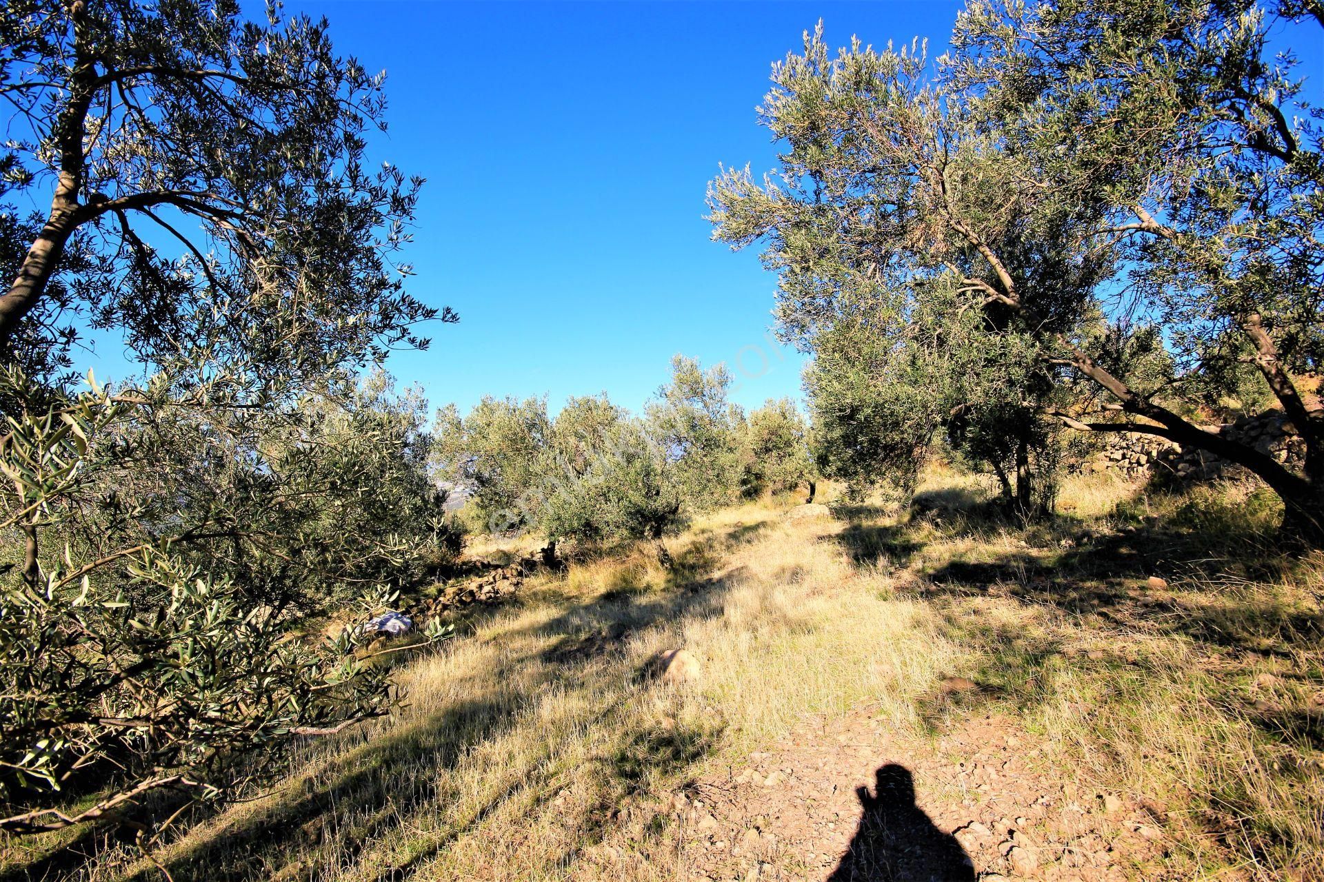 🌿 Aktiften Burhaniye Bahadınlı'da Kadastrolu Yola Cephe 25.120m2 Zeytinlik 🌿 - Görsel 9