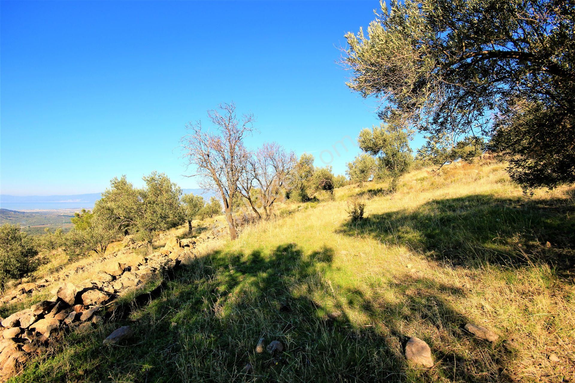 🌿 Aktiften Burhaniye Bahadınlı'da Kadastrolu Yola Cephe 25.120m2 Zeytinlik 🌿 - Görsel 7