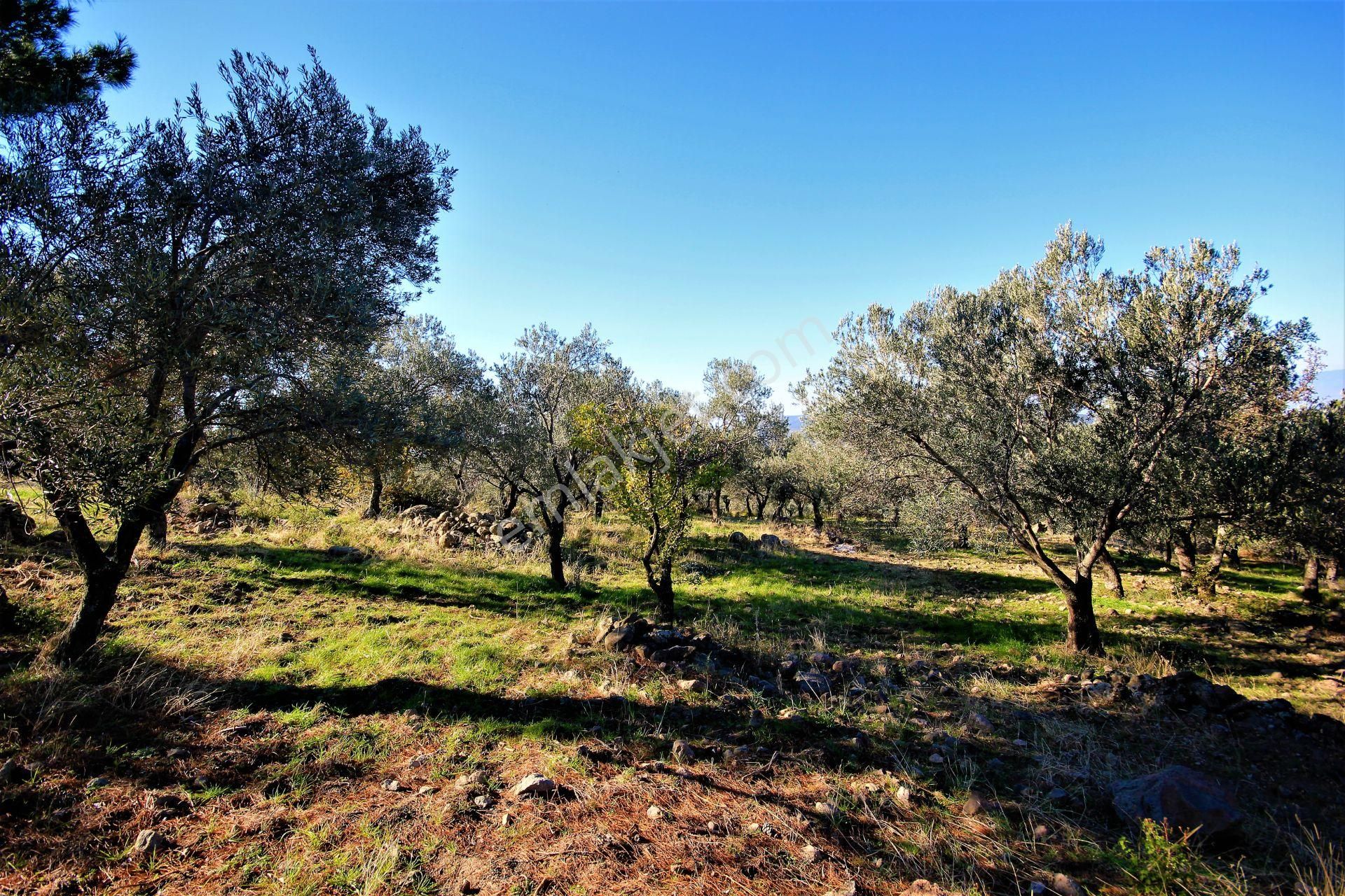 🌿 Aktiften Burhaniye Bahadınlı'da Kadastrolu Yola Cephe 25.120m2 Zeytinlik 🌿 - Görsel 27