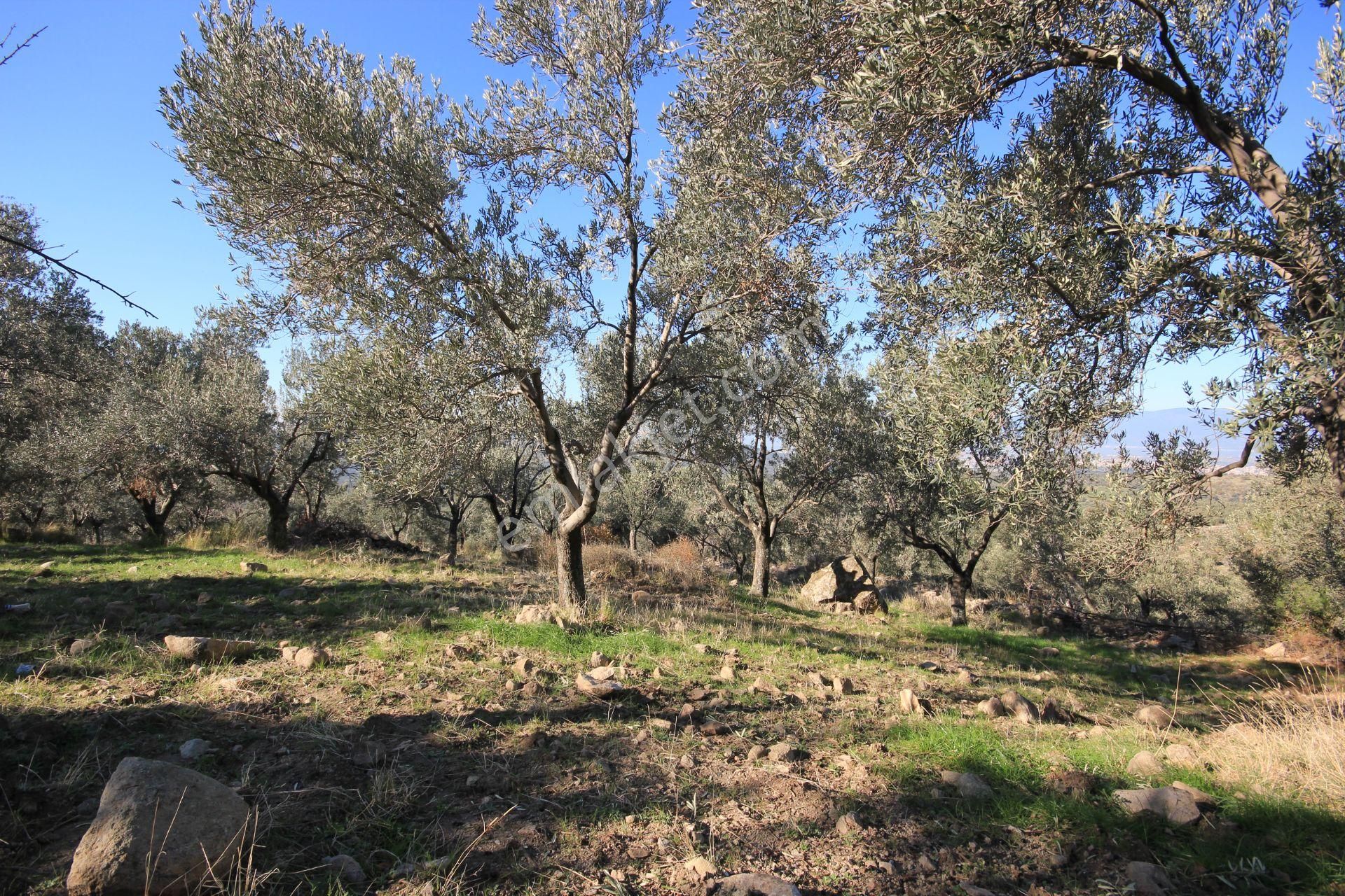 🌿 Aktiften Burhaniye Bahadınlı'da Kadastrolu Yola Cephe 25.120m2 Zeytinlik 🌿 - Görsel 32