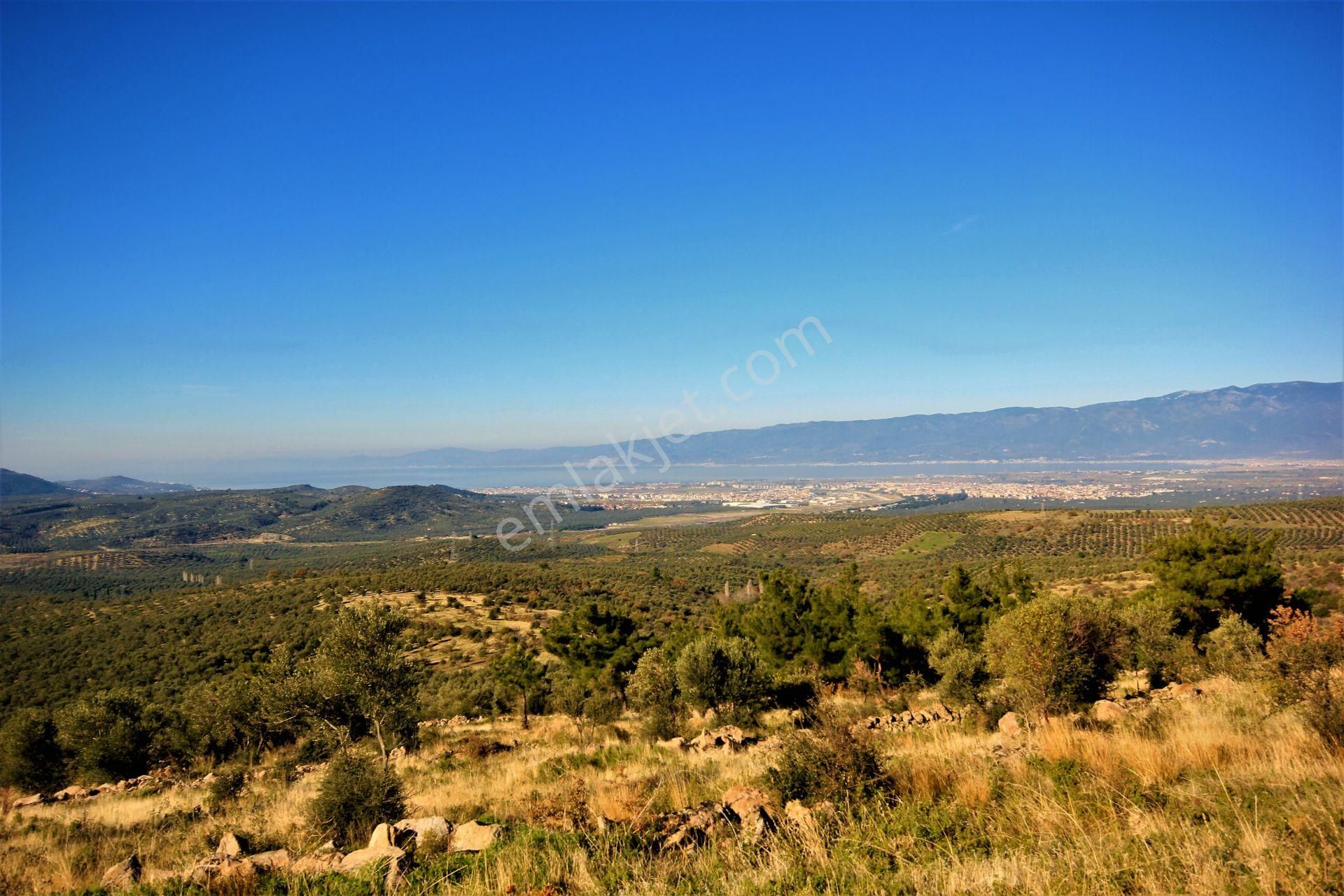 🌿 Aktiften Burhaniye Bahadınlı'da Kadastrolu Yola Cephe 25.120m2 Zeytinlik 🌿 - Görsel 25