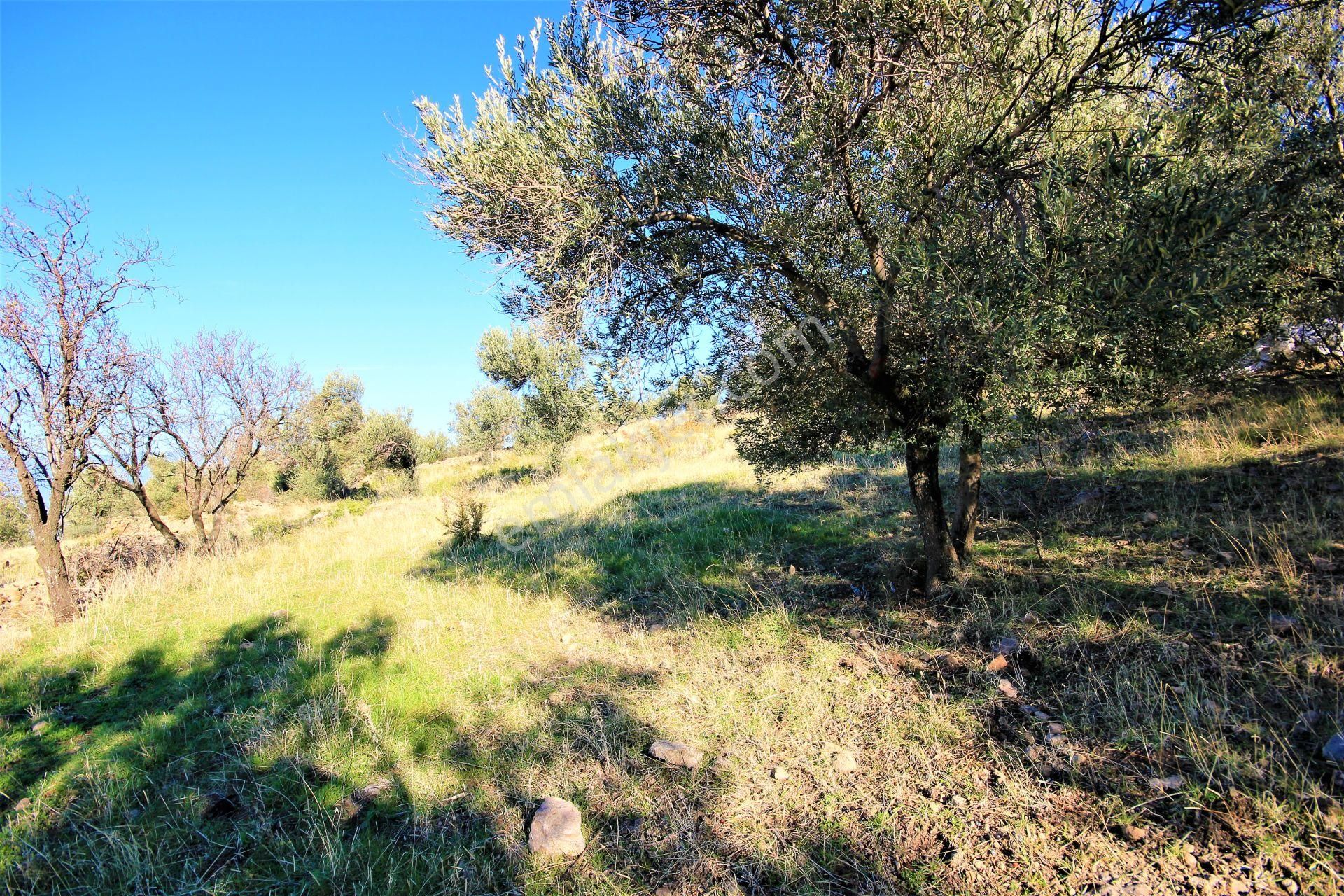 🌿 Aktiften Burhaniye Bahadınlı'da Kadastrolu Yola Cephe 25.120m2 Zeytinlik 🌿 - Görsel 6