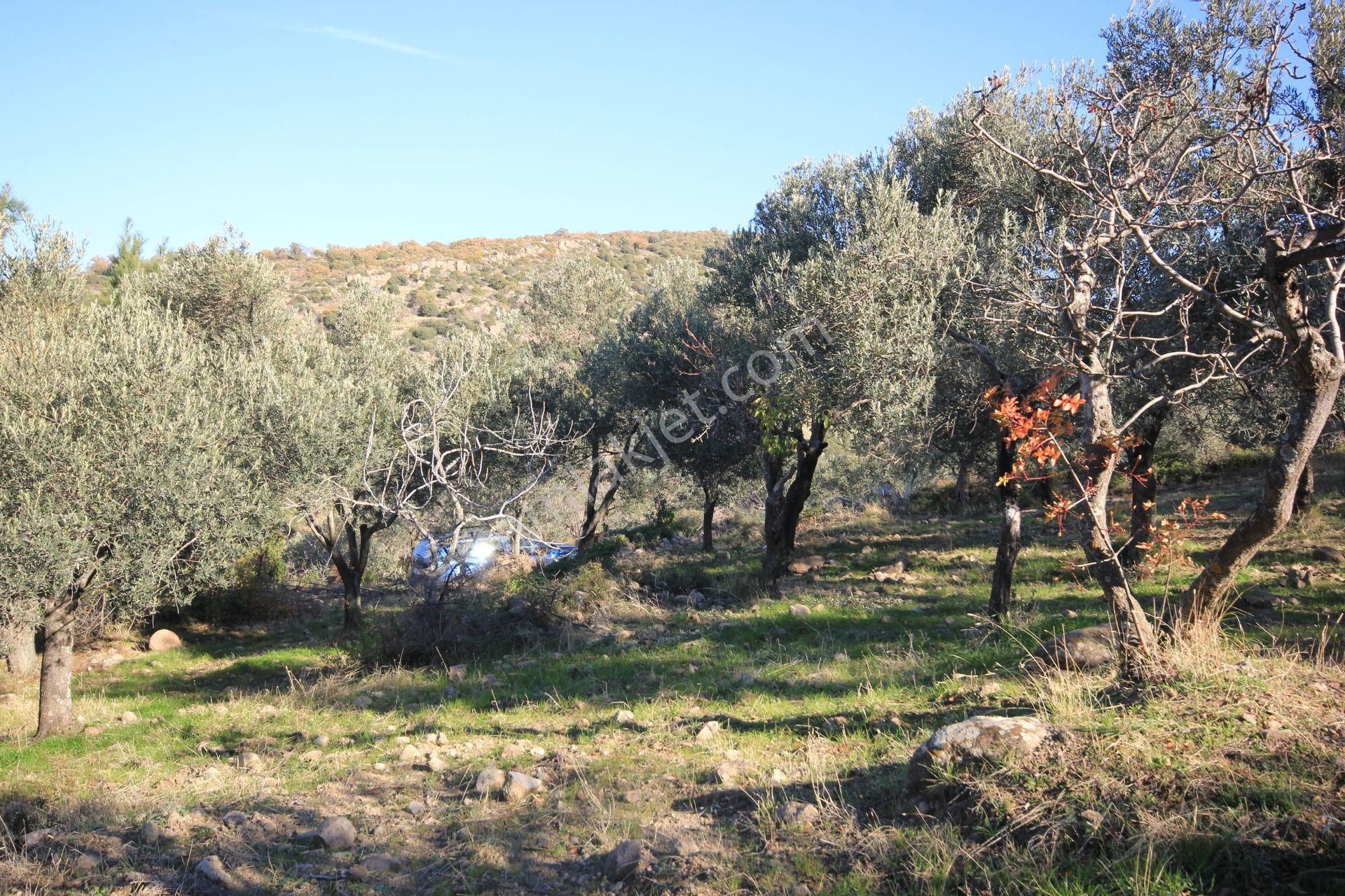 🌿 Aktiften Burhaniye Bahadınlı'da Kadastrolu Yola Cephe 25.120m2 Zeytinlik 🌿 - Görsel 33