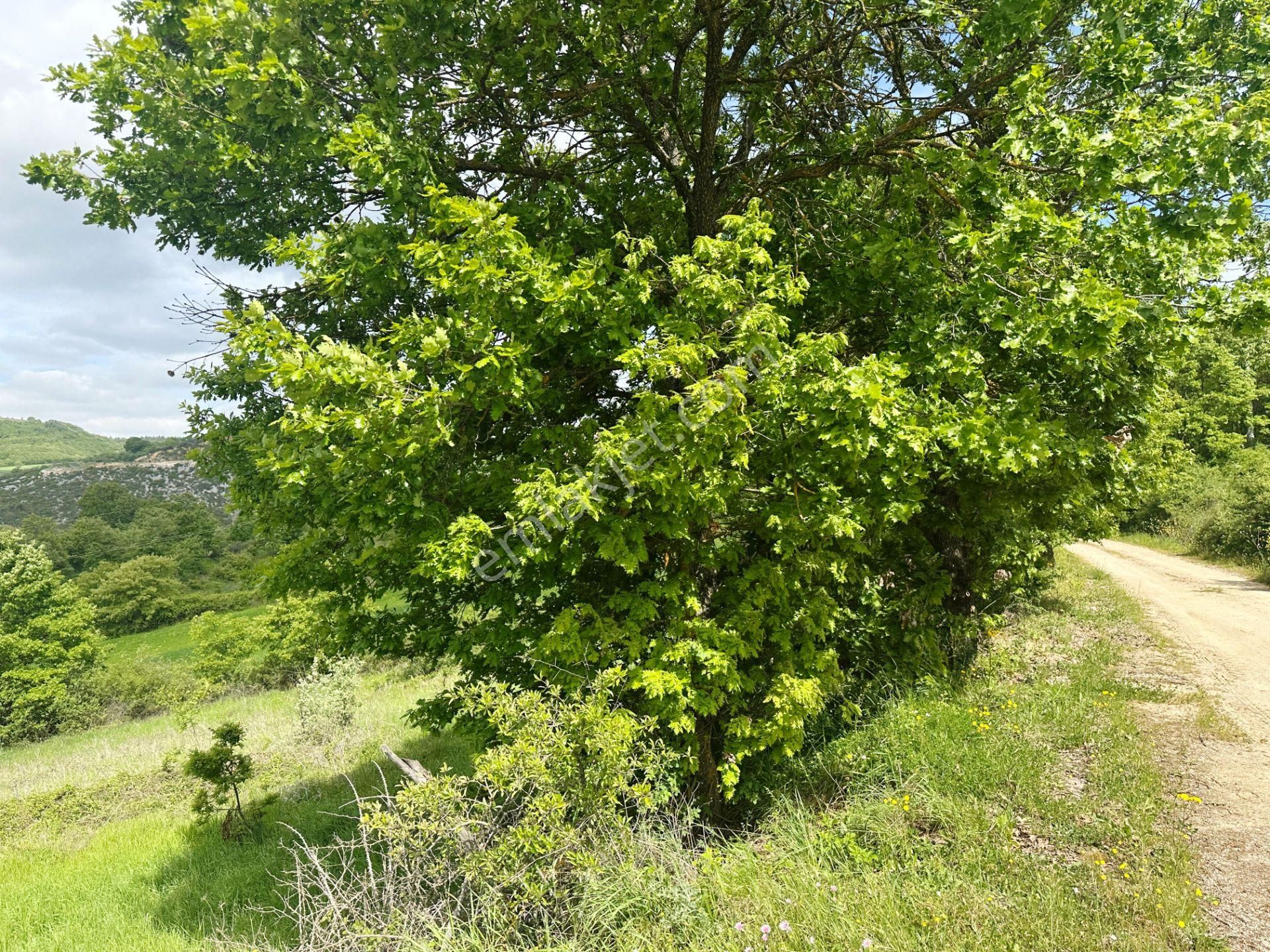 Çan Okçular'da 3.458m2 Resmi Yolu Olan Müst.parsel Satılık Arsa - Görsel 10