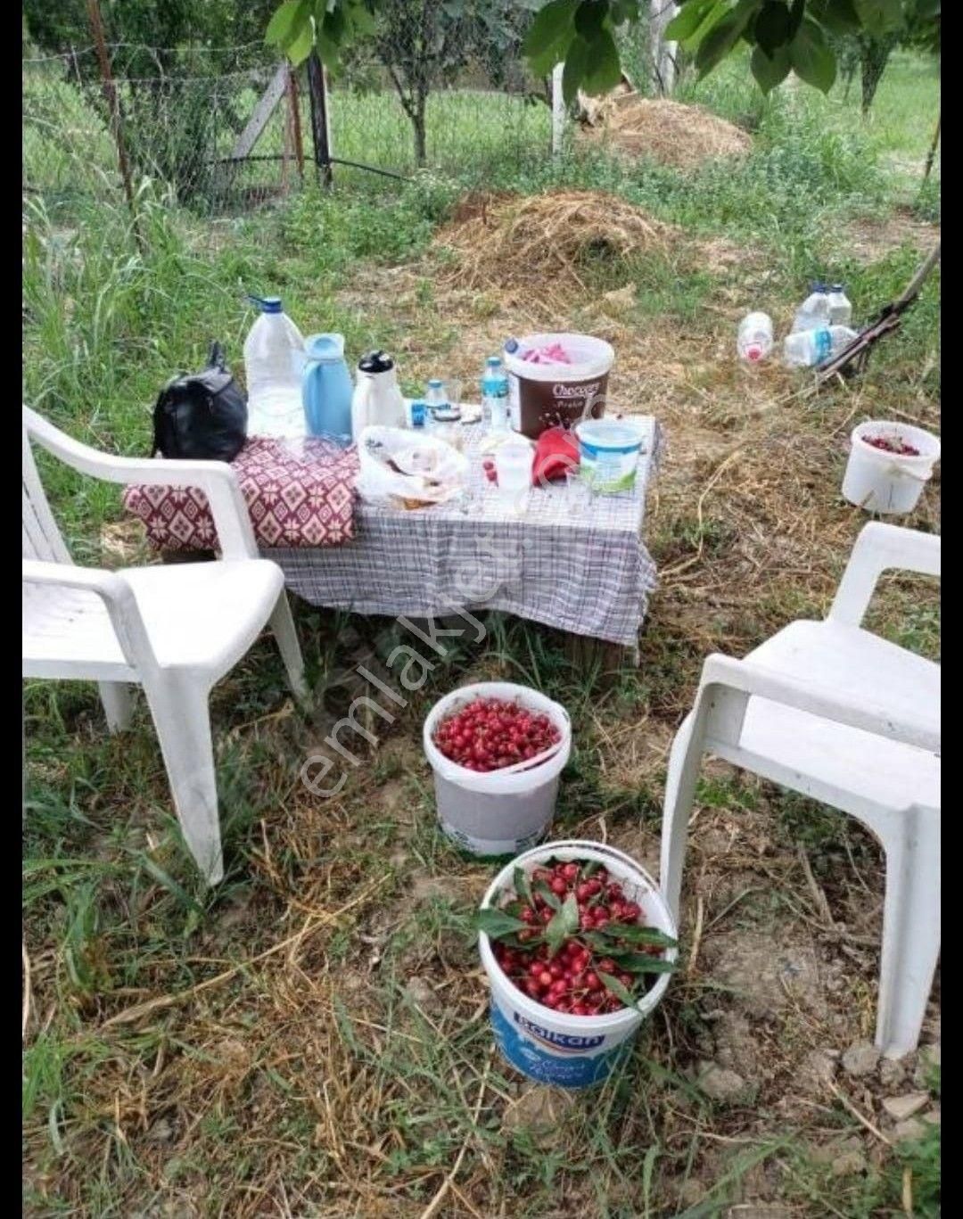 Kirazlı'da 2 Adet Yan Yana Kiraz Bahçesi - Görsel 4