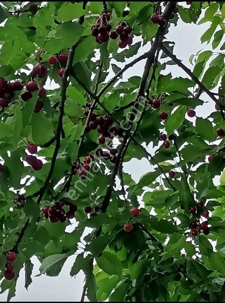 Kirazlı'da 2 Adet Yan Yana Kiraz Bahçesi - Görsel 3