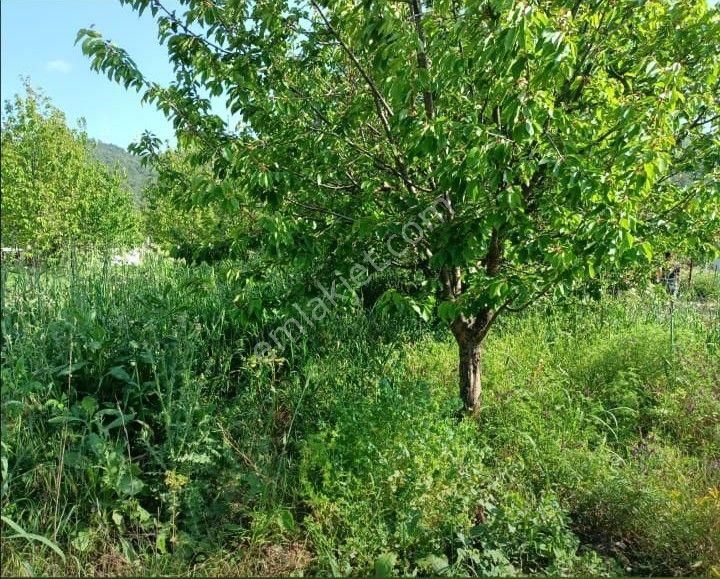 Kirazlı'da 2 Adet Yan Yana Kiraz Bahçesi