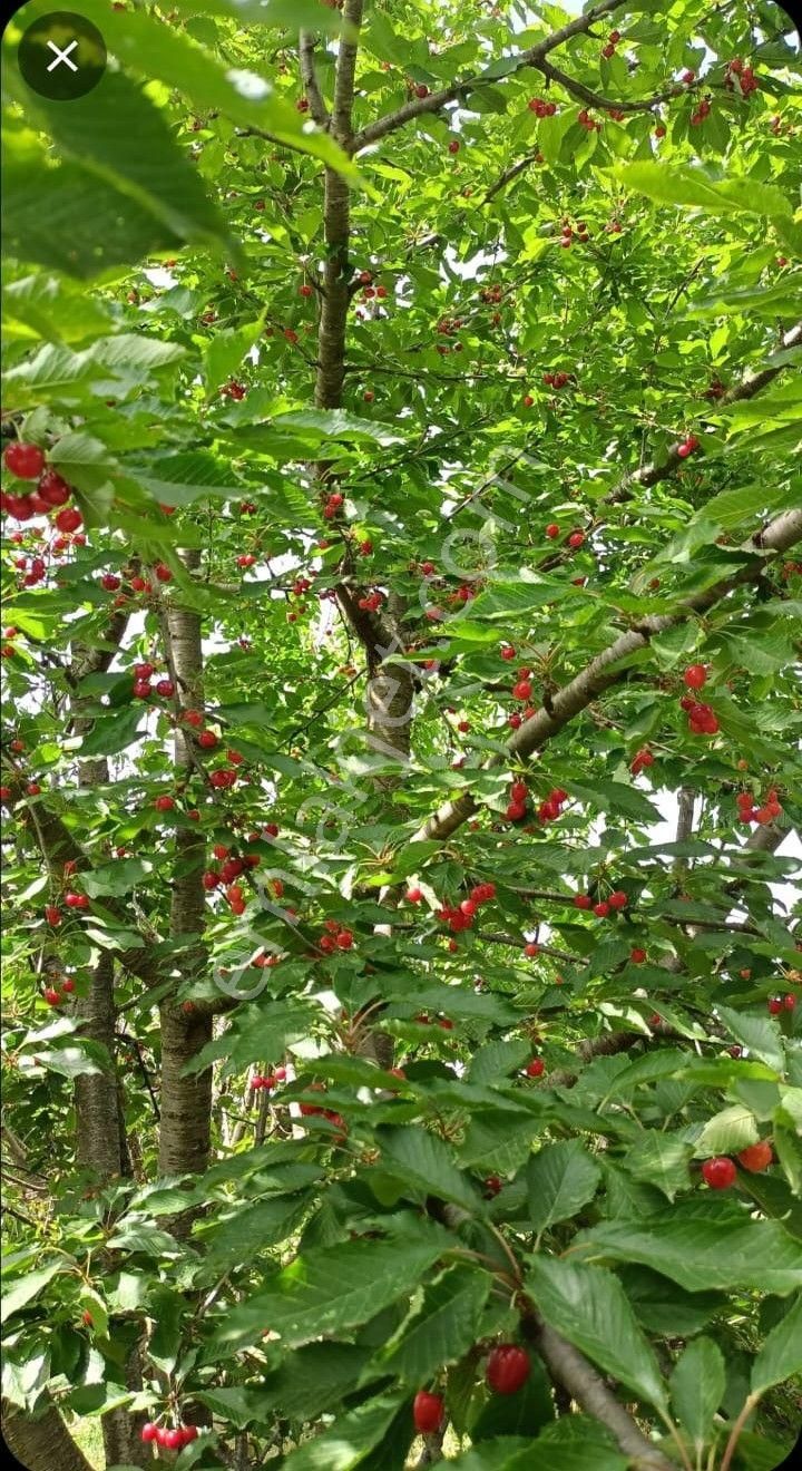 Kirazlı'da 2 Adet Yan Yana Kiraz Bahçesi - Görsel 2